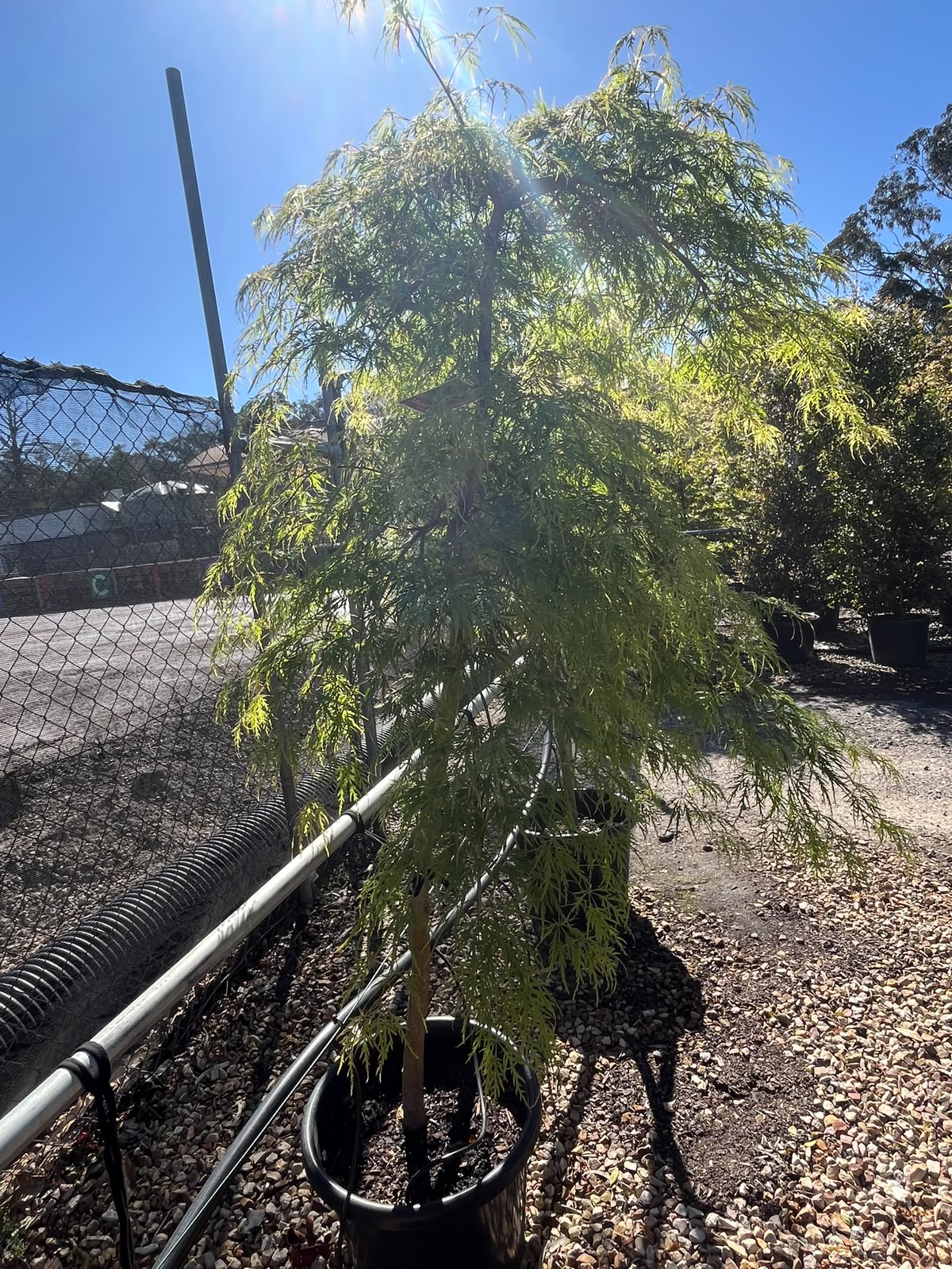 PL0121 Weeping Japanese Maple, Acer palmatum Dissectum Viridis, 垂枝日本枫, 40 cm Pot