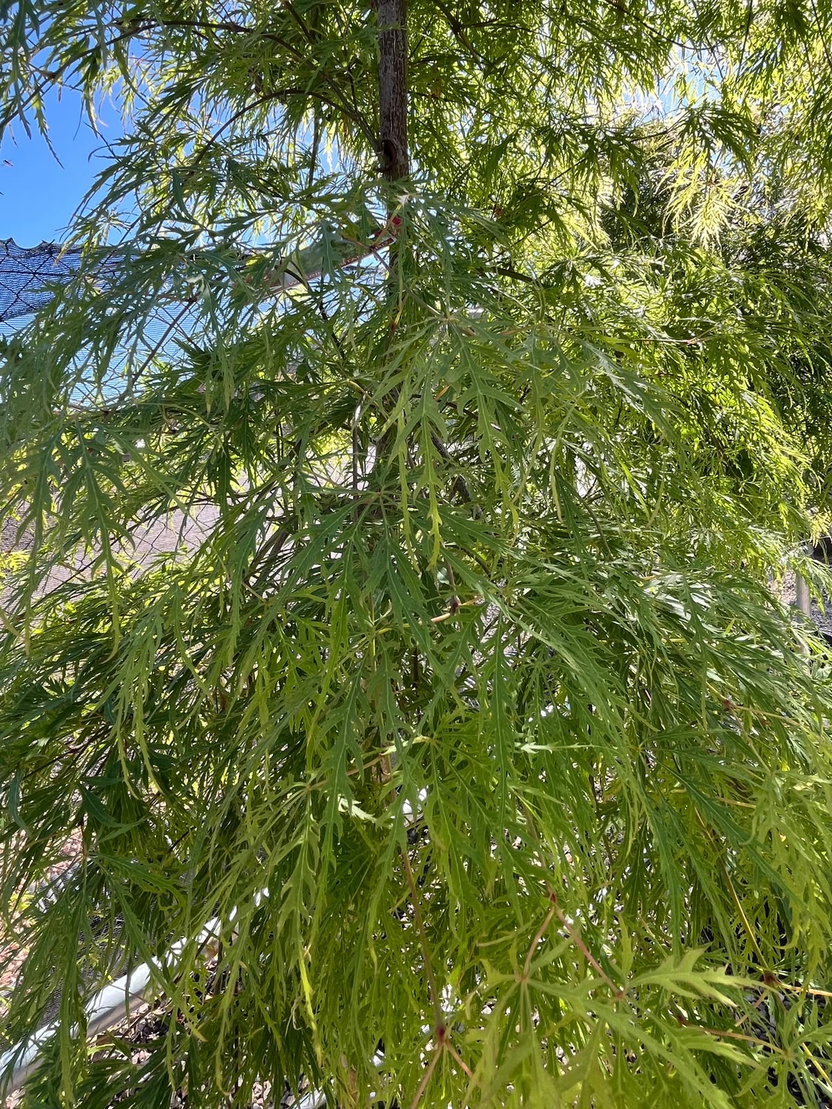 PL0121 Weeping Japanese Maple, Acer palmatum Dissectum Viridis, 垂枝日本枫, 40 cm Pot