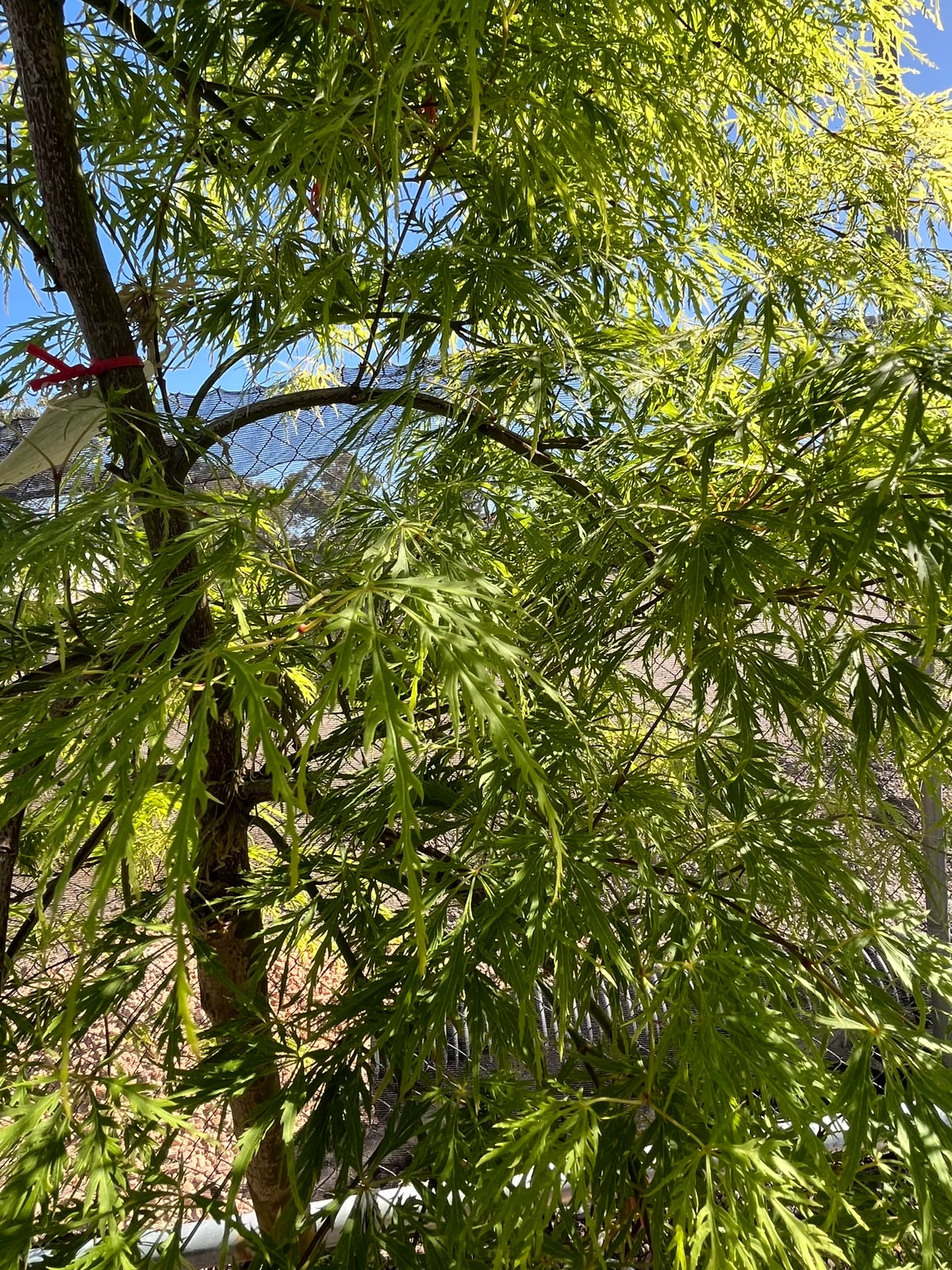 PL0121 Weeping Japanese Maple, Acer palmatum Dissectum Viridis, 垂枝日本枫, 40 cm Pot