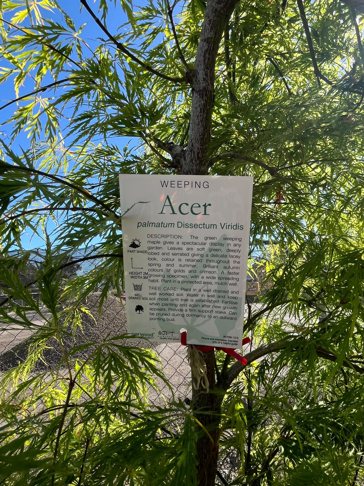 PL0121 Weeping Japanese Maple, Acer palmatum Dissectum Viridis, 垂枝日本枫, 40 cm Pot
