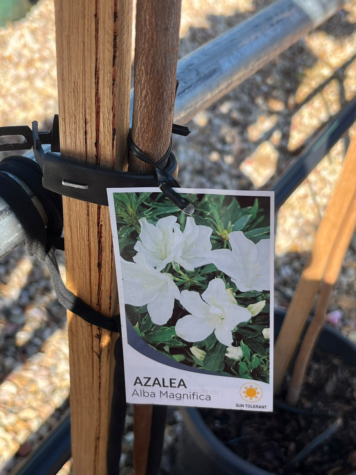 PL0122 Azalea, Azalea indica Alba Magnifica, 白花杜鹃, 25 cm Standard Pot