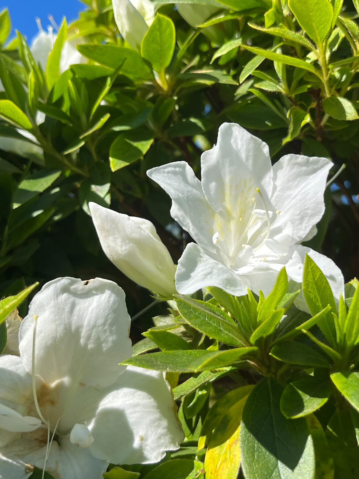 PL0122 Azalea, Azalea indica Alba Magnifica, 白花杜鹃, 25 cm Standard Pot