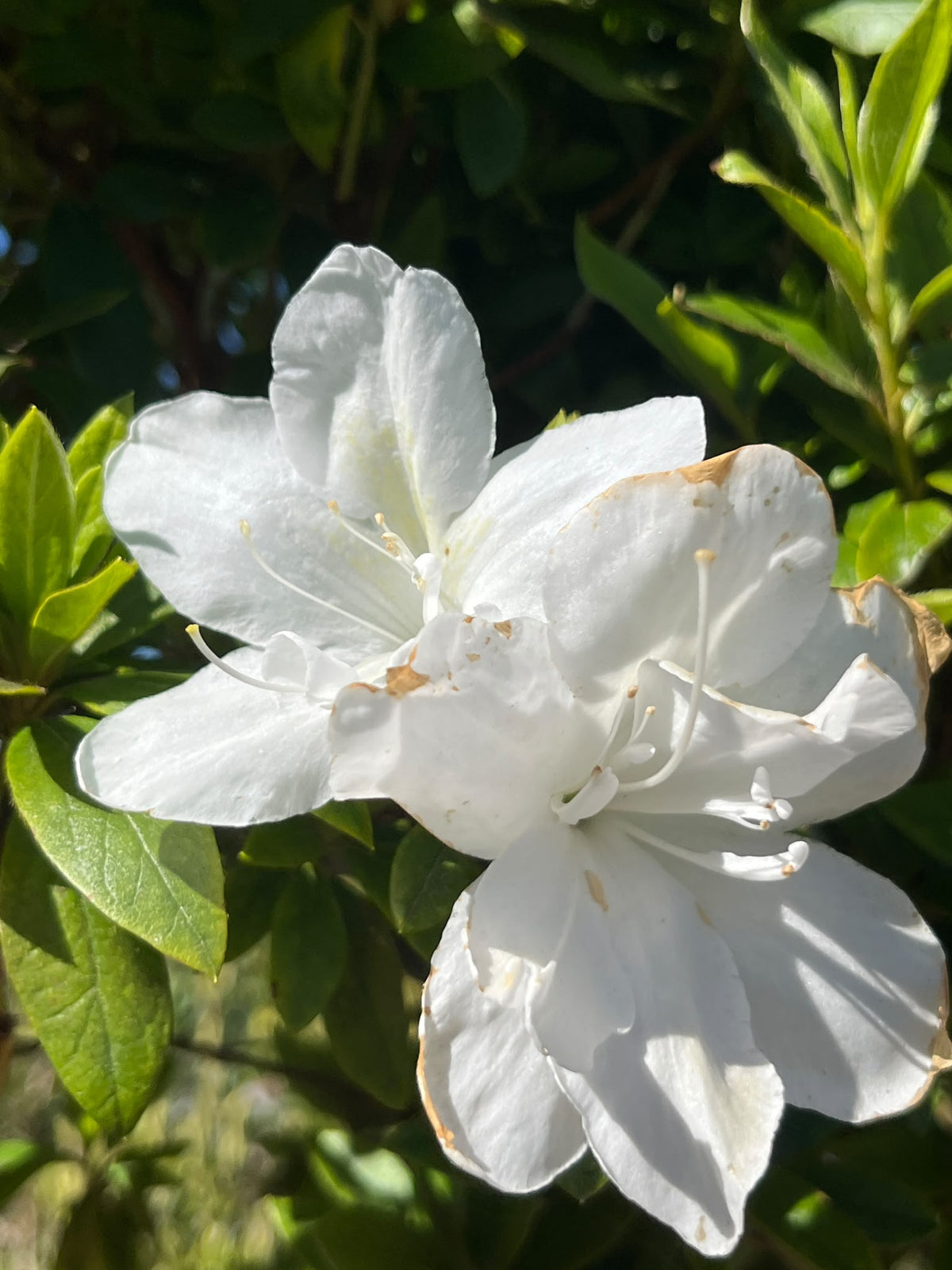 PL0122 Azalea, Azalea indica Alba Magnifica, 白花杜鹃, 25 cm Standard Pot