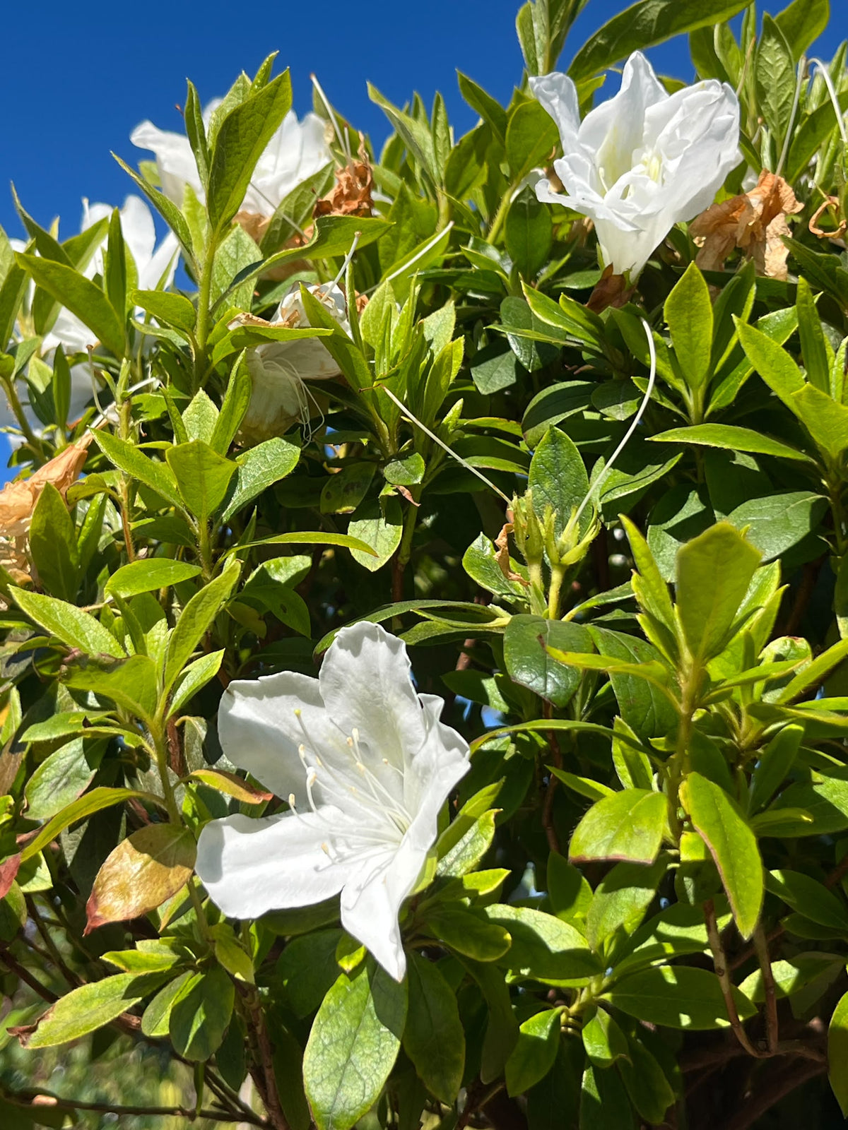 PL0122 Azalea, Azalea indica Alba Magnifica, 白花杜鹃, 25 cm Standard Pot