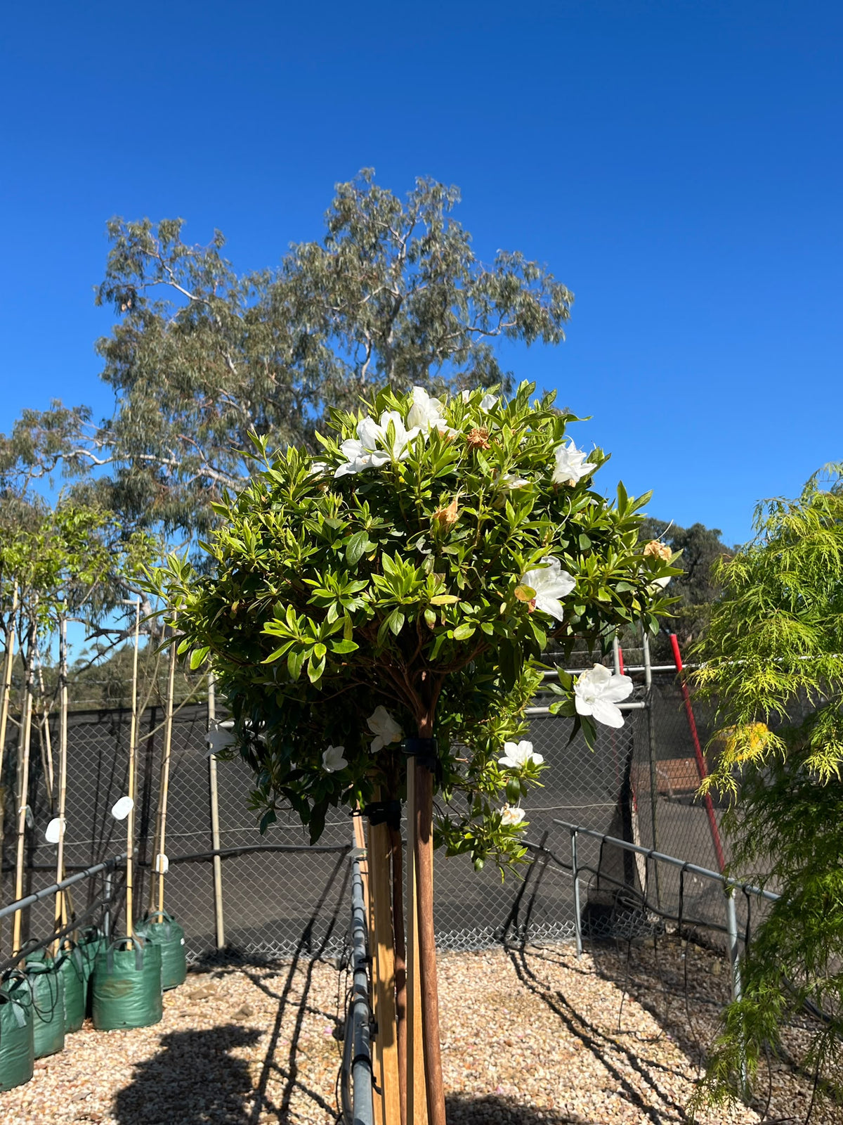 PL0122 Azalea, Azalea indica Alba Magnifica, 白花杜鹃, 25 cm Standard Pot