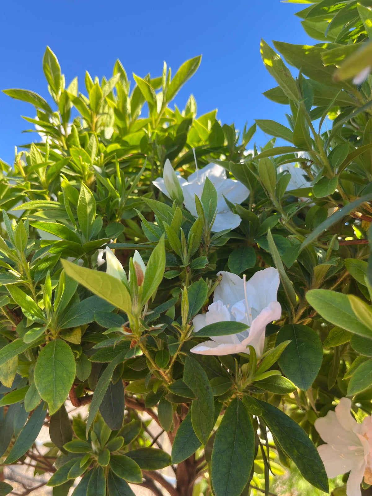 PL0122 Azalea, Azalea indica Alba Magnifica, 白花杜鹃, 25 cm Standard Pot