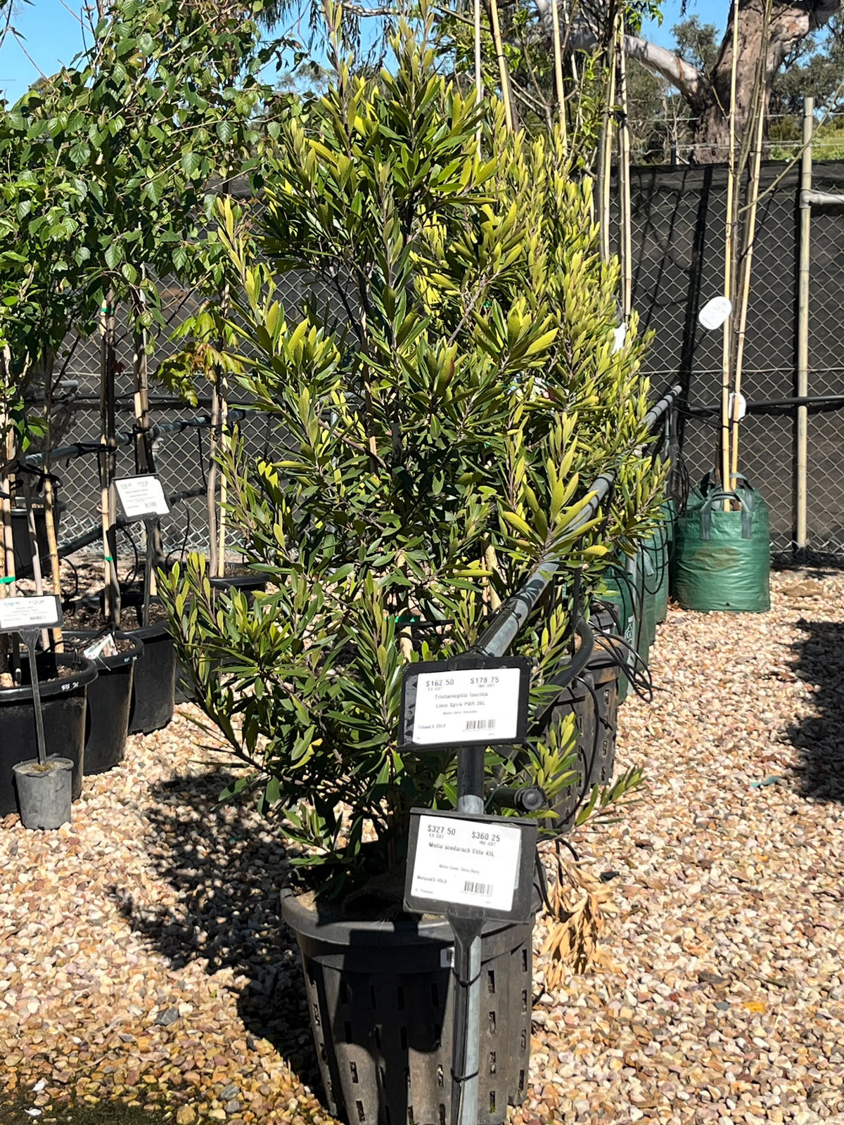 PL0123 Water Gum, Kanooka, Tristaniopsis laurina Lime Spire, 水胶木, 35L Pot