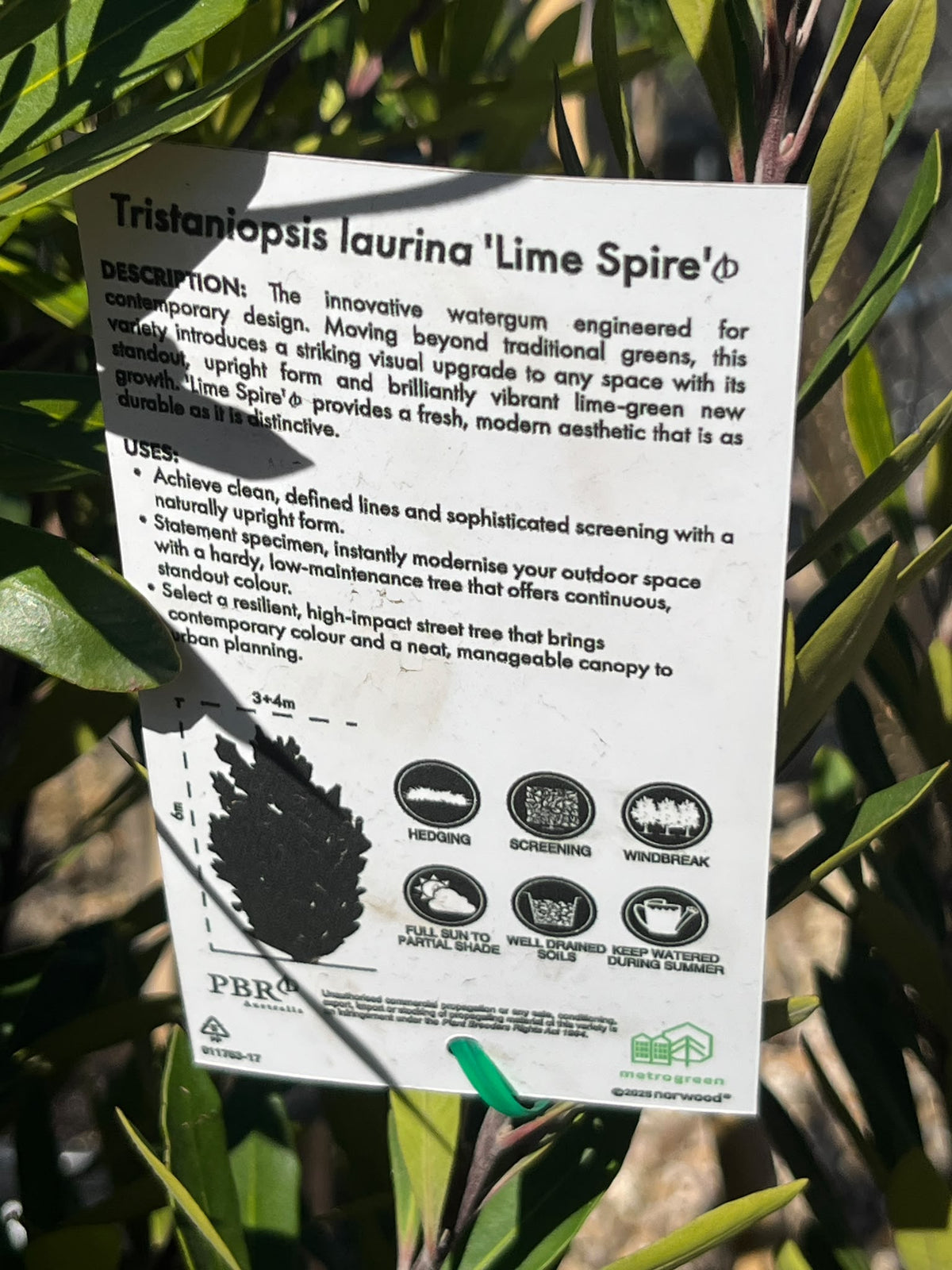 PL0123 Water Gum, Kanooka, Tristaniopsis laurina Lime Spire, 水胶木, 35L Pot