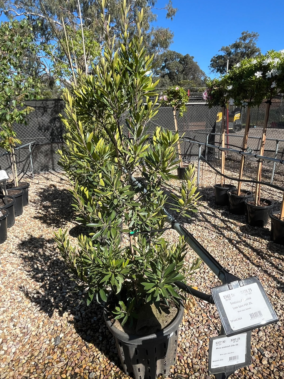 PL0123 Water Gum, Kanooka, Tristaniopsis laurina Lime Spire, 水胶木, 35L Pot