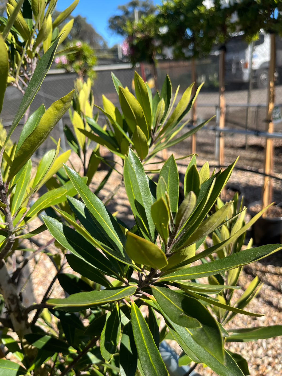 PL0123 Water Gum, Kanooka, Tristaniopsis laurina Lime Spire, 水胶木, 35L Pot