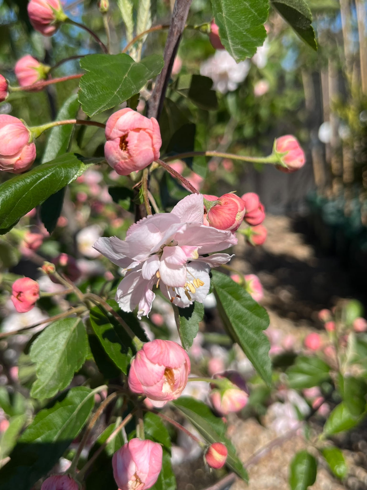 PL0124 Double Flowering Prairie Crabapple, Crab Apple, Malus ioensis Plena, 重瓣草原海棠, 40 cm Pot