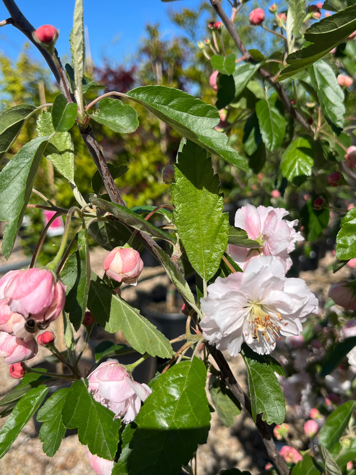PL0124 Double Flowering Prairie Crabapple, Crab Apple, Malus ioensis Plena, 重瓣草原海棠, 40 cm Pot