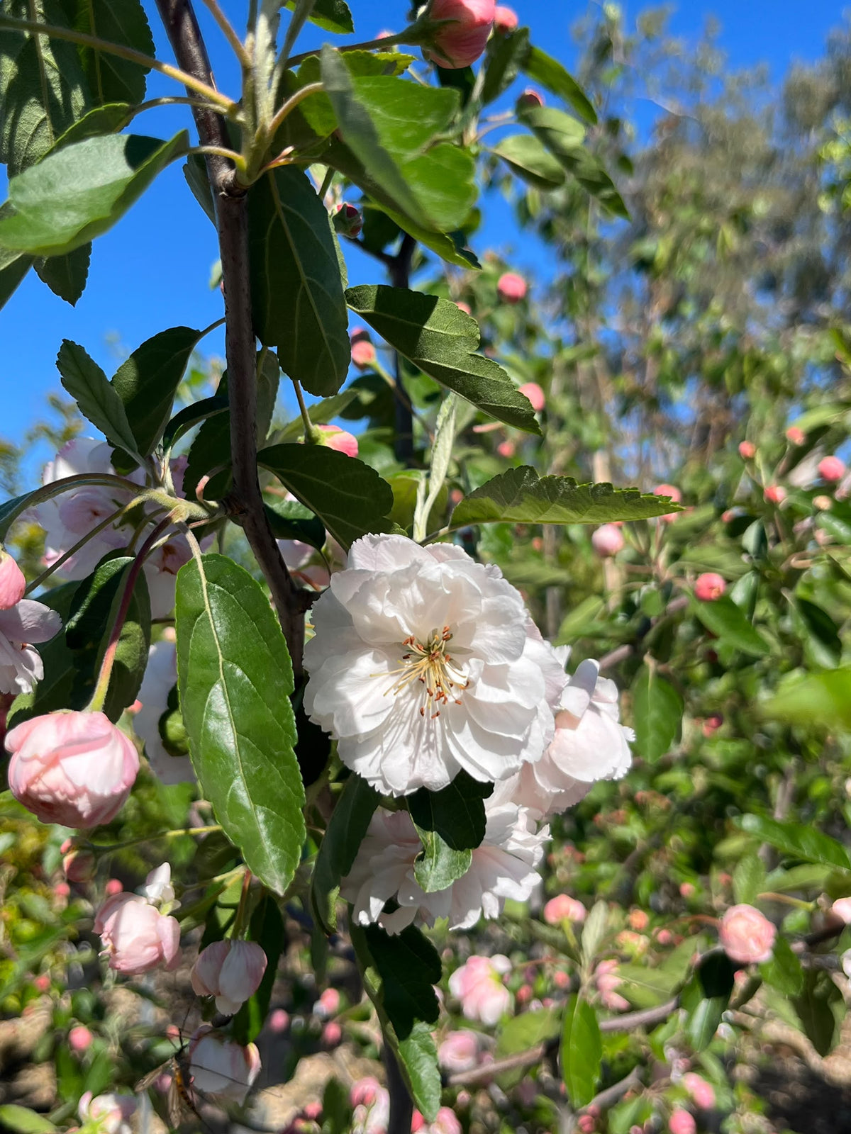 PL0124 Double Flowering Prairie Crabapple, Crab Apple, Malus ioensis Plena, 重瓣草原海棠, 40 cm Pot