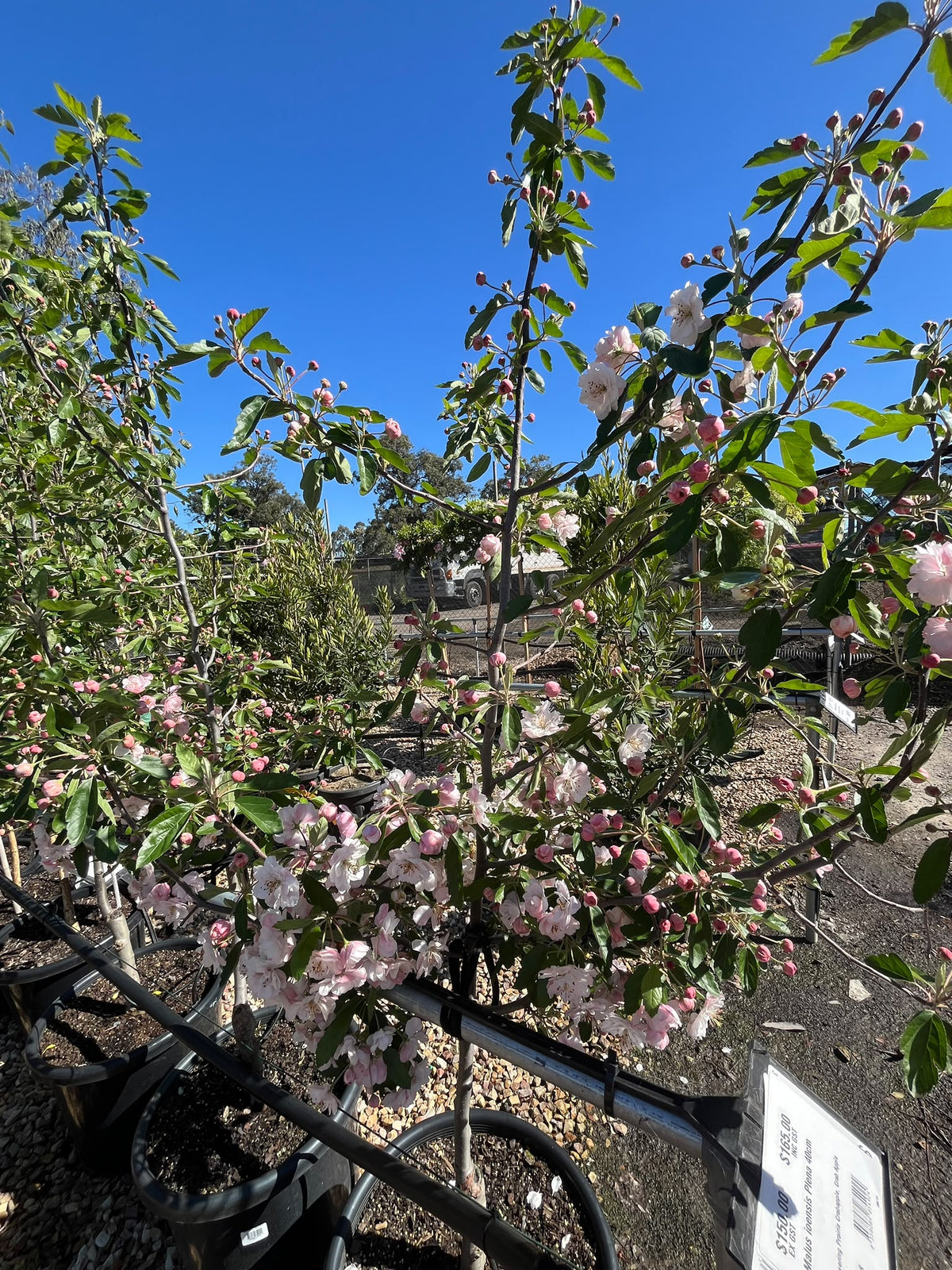 PL0124 Double Flowering Prairie Crabapple, Crab Apple, Malus ioensis Plena, 重瓣草原海棠, 40 cm Pot