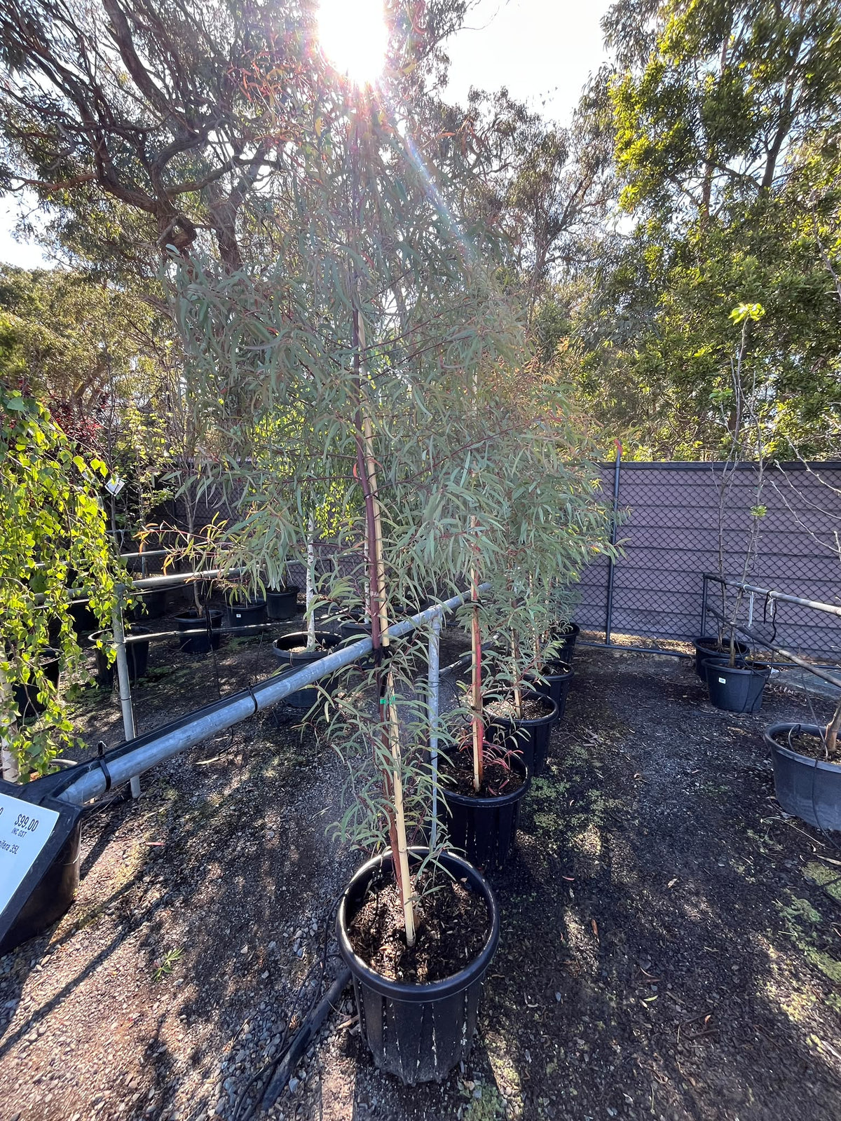 PL0126 Brittle Gum, Broad Leaved Manna Gum, Eucalyptus mannifera, 脆皮桉, 35L Air Pruned Pot