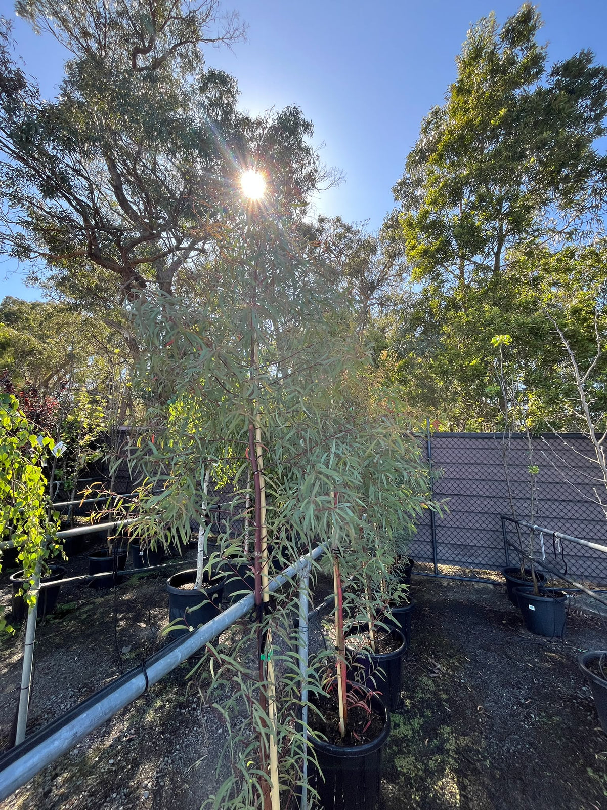 PL0126 Brittle Gum, Broad Leaved Manna Gum, Eucalyptus mannifera, 脆皮桉, 35L Air Pruned Pot