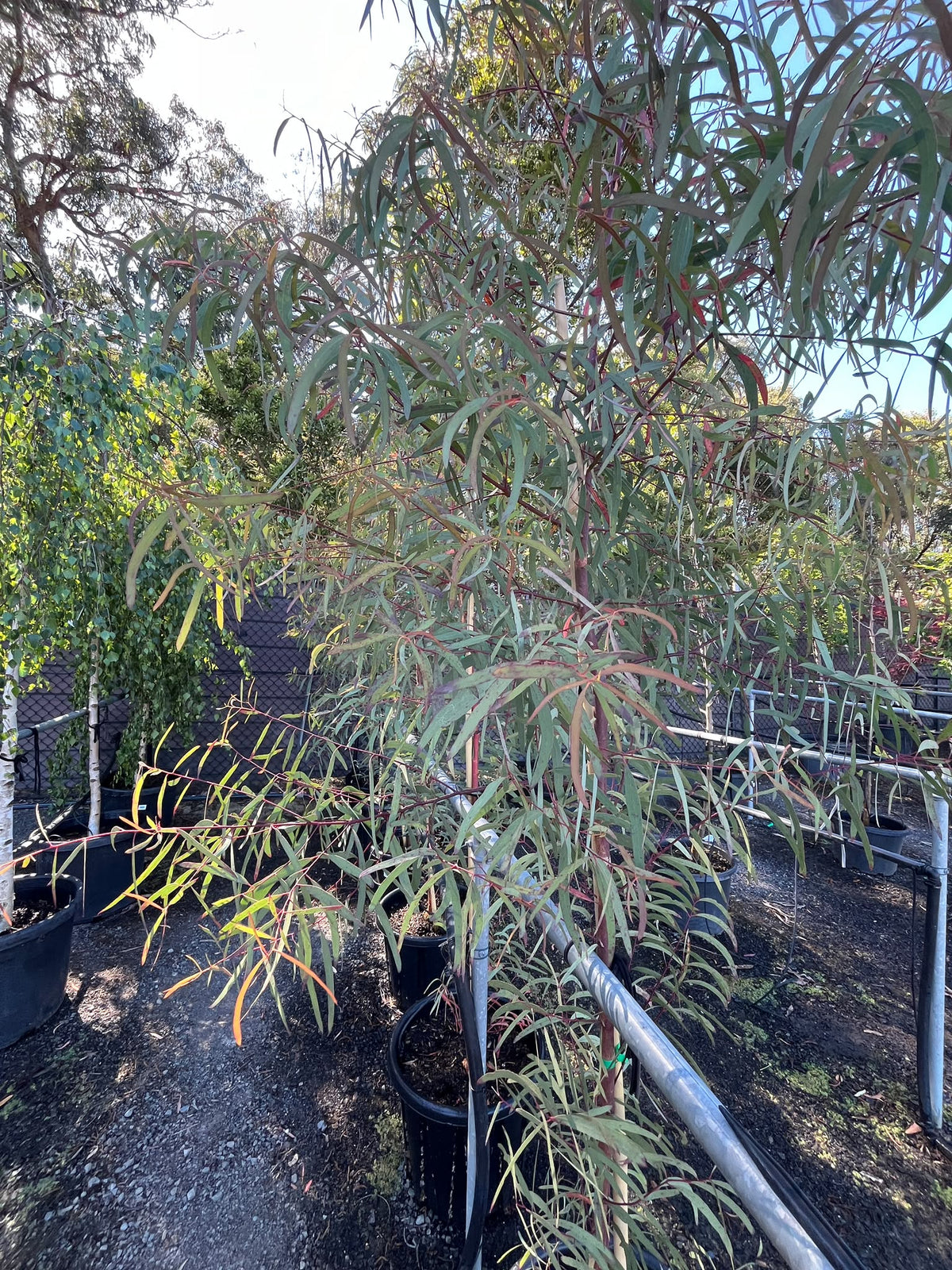PL0126 Brittle Gum, Broad Leaved Manna Gum, Eucalyptus mannifera, 脆皮桉, 35L Air Pruned Pot