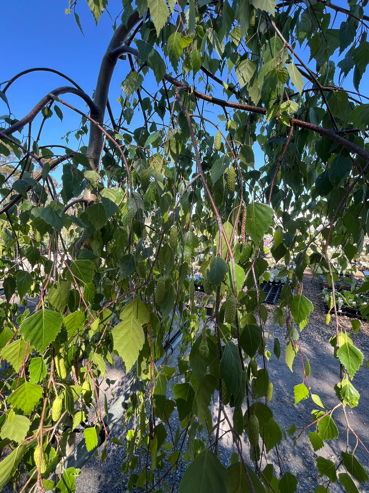 PL0127 Weeping Birch, Weeping Silver Birch, Betula pendula Youngii, 垂枝银桦, 50 cm Pot
