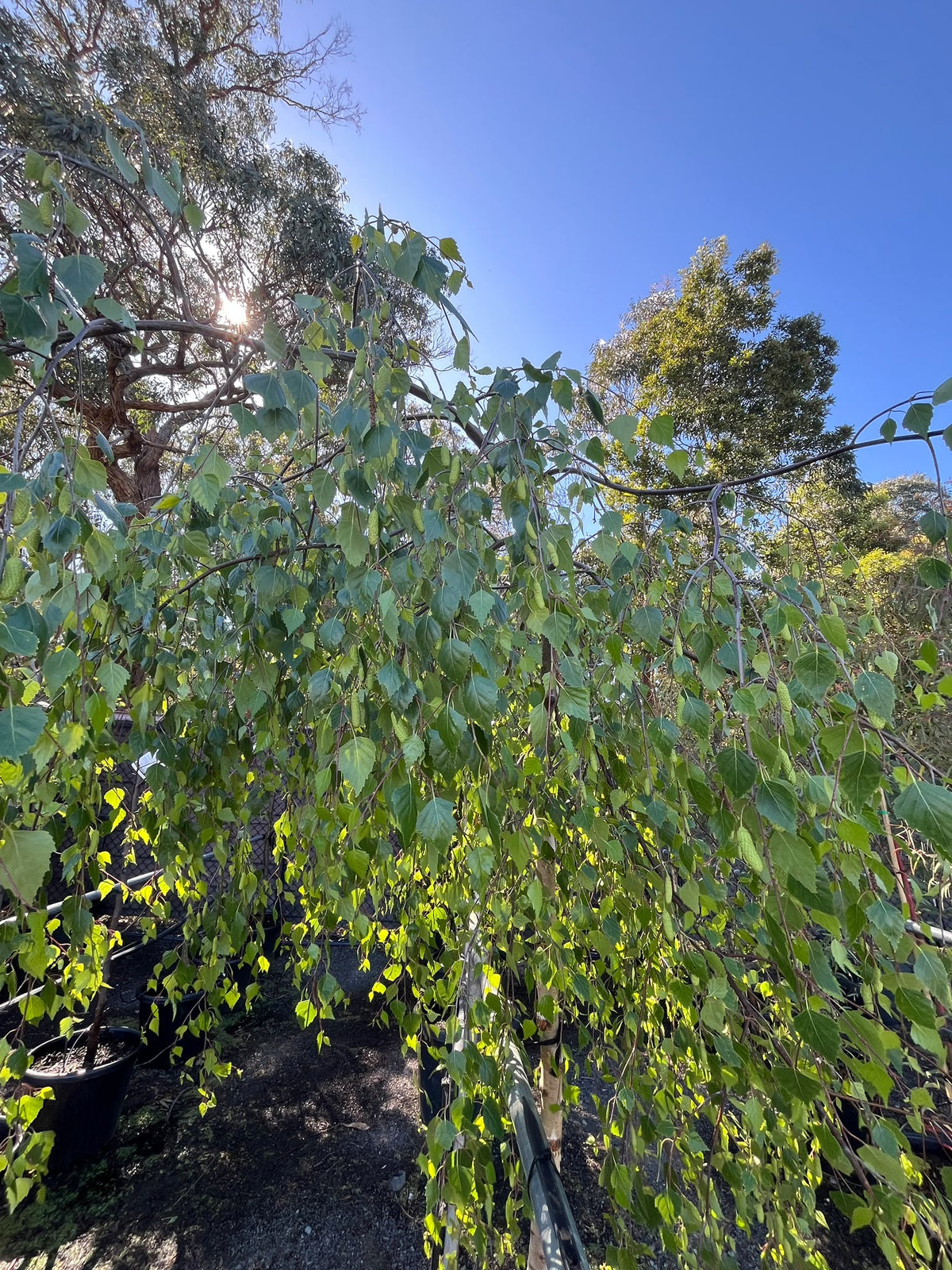 PL0127 Weeping Birch, Weeping Silver Birch, Betula pendula Youngii, 垂枝银桦, 50 cm Pot