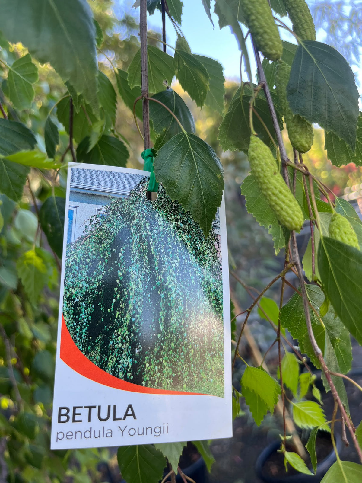 PL0127 Weeping Birch, Weeping Silver Birch, Betula pendula Youngii, 垂枝银桦, 50 cm Pot