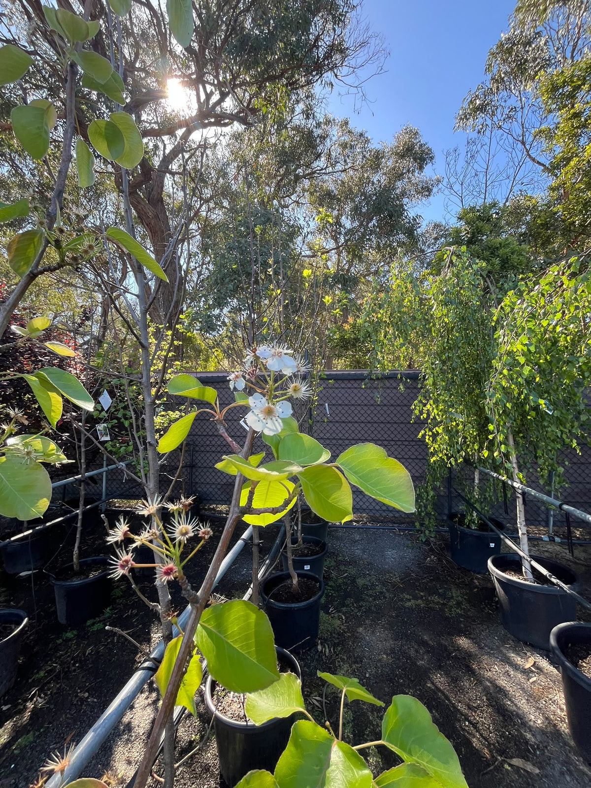 PL0128 Ornamental Pear, Callery Pear, Pyrus calleryana Chanticleer, 观赏梨, 40 cm Pot