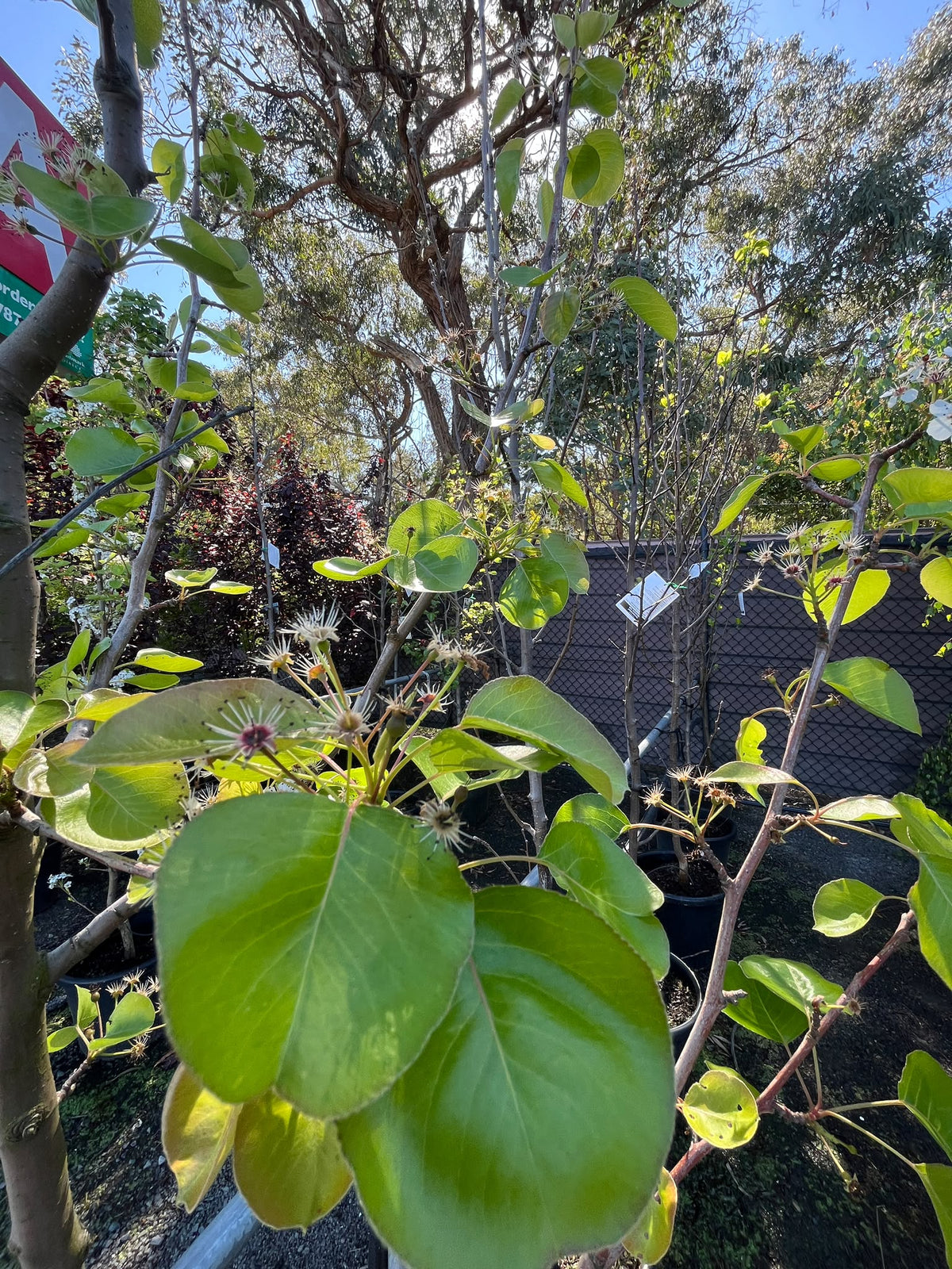PL0128 Ornamental Pear, Callery Pear, Pyrus calleryana Chanticleer, 观赏梨, 40 cm Pot