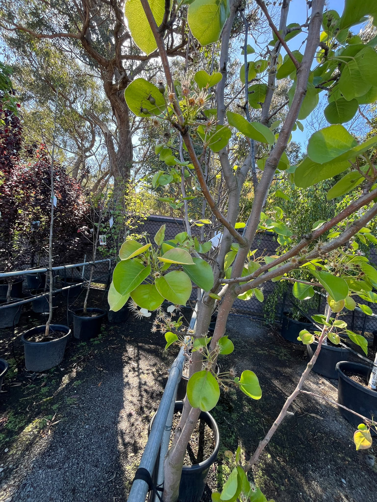 PL0128 Ornamental Pear, Callery Pear, Pyrus calleryana Chanticleer, 观赏梨, 40 cm Pot