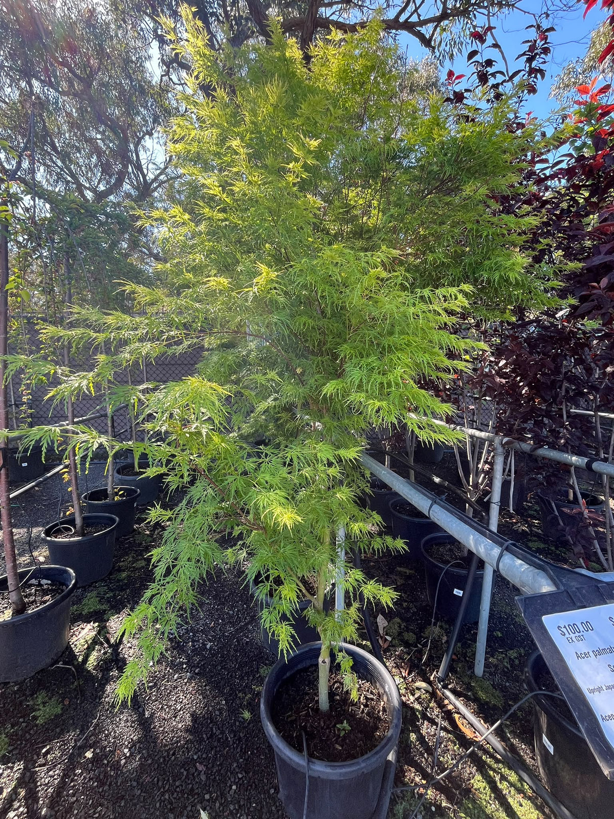 PL0130 Upright Japanese Maple, Acer palmatum Dissectum Seiryu, 青龙日本枫, 40 cm Pot