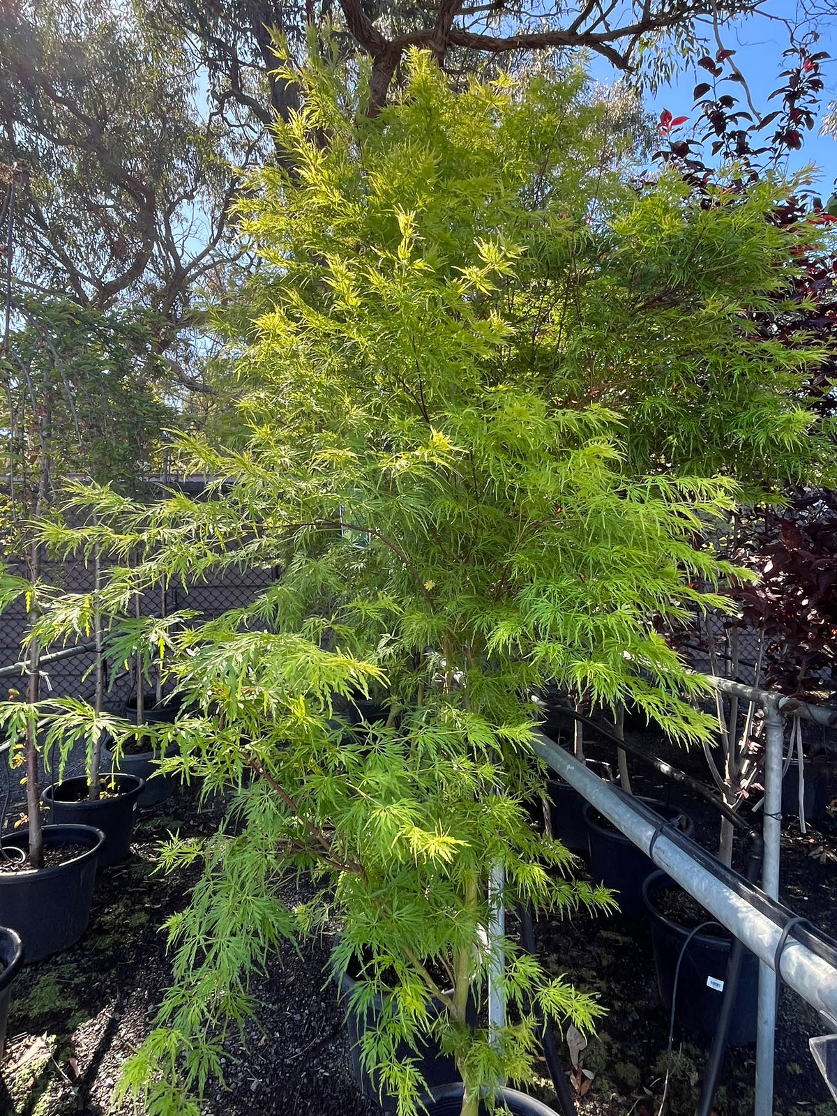 PL0130 Upright Japanese Maple, Acer palmatum Dissectum Seiryu, 青龙日本枫, 40 cm Pot