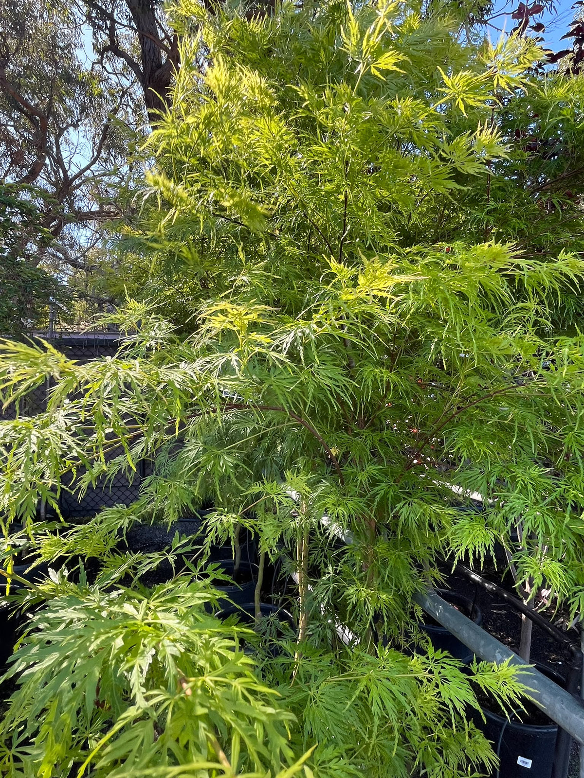 PL0130 Upright Japanese Maple, Acer palmatum Dissectum Seiryu, 青龙日本枫, 40 cm Pot