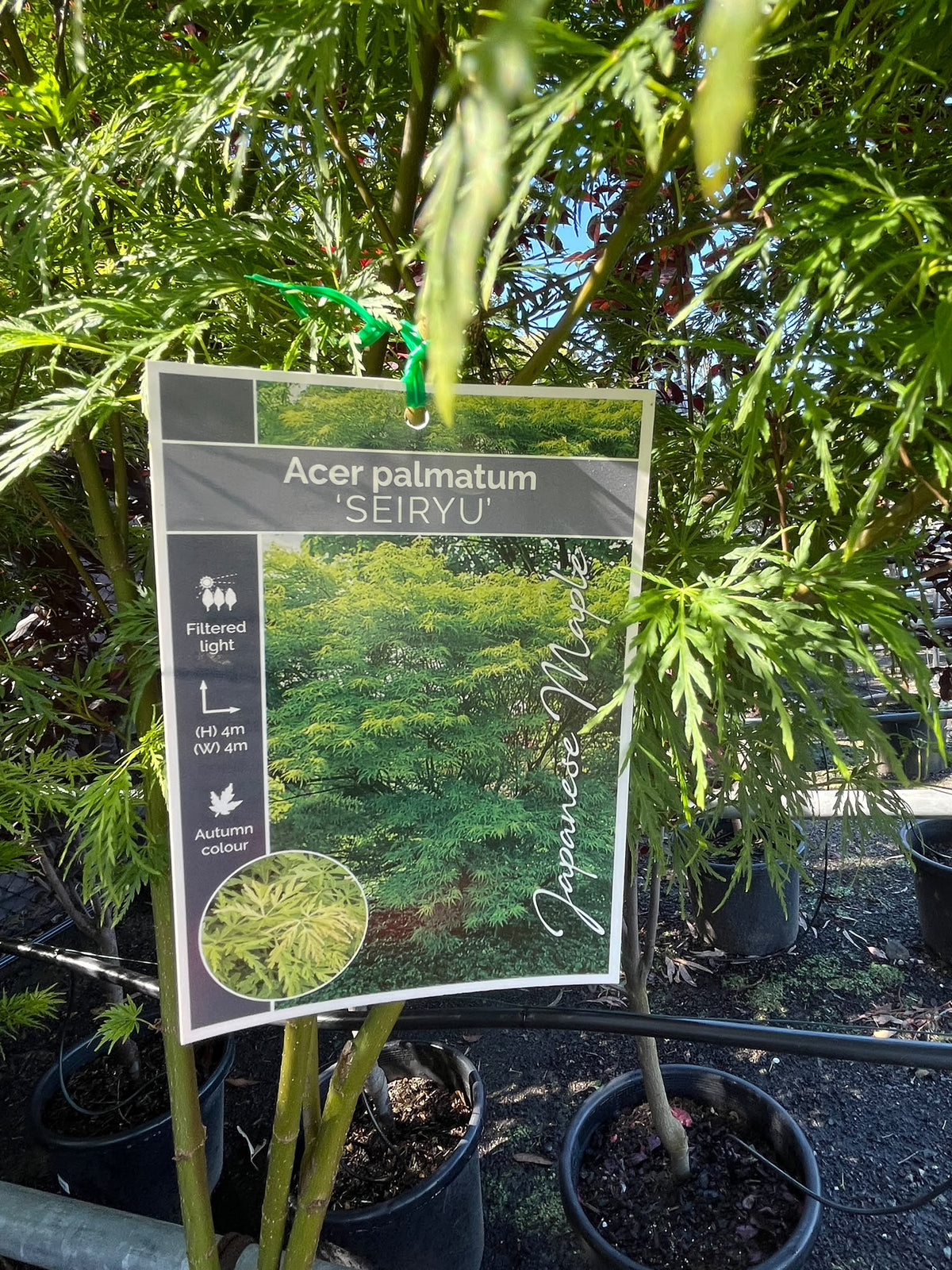 PL0130 Upright Japanese Maple, Acer palmatum Dissectum Seiryu, 青龙日本枫, 40 cm Pot