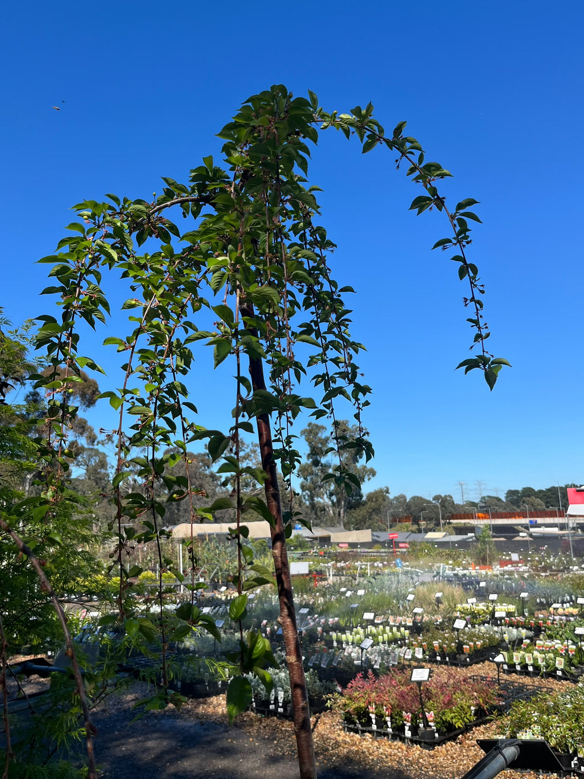 PL0131 Weeping Flowering Cherry, Higan Cherry, Rosebud Cherry, Prunus subhirtella Falling Snow, 垂枝樱花, 40 cm Pot