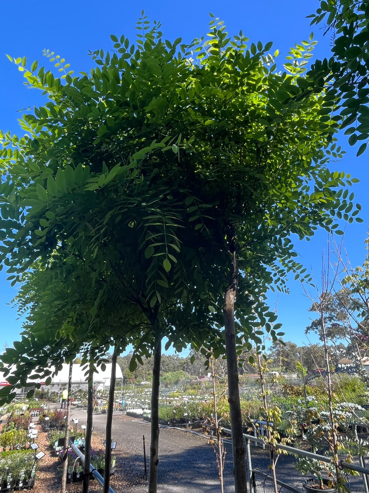 PL0132 Mop Top Robina, Black Locust, False Acacia, Robinia pseudoacacia Umbraculifera, 球冠刺槐, 40 cm Pot