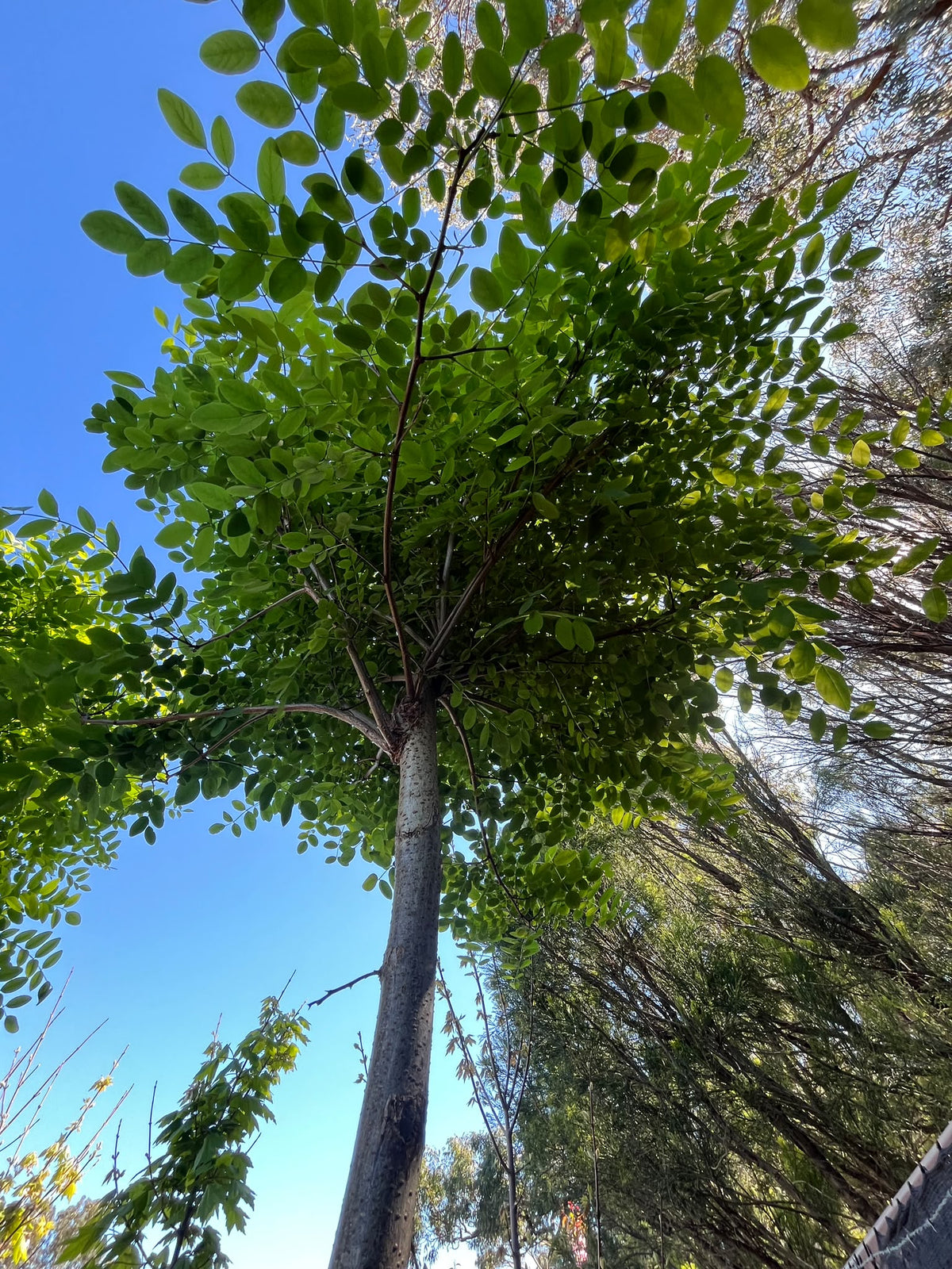 PL0132 Mop Top Robina, Black Locust, False Acacia, Robinia pseudoacacia Umbraculifera, 球冠刺槐, 40 cm Pot