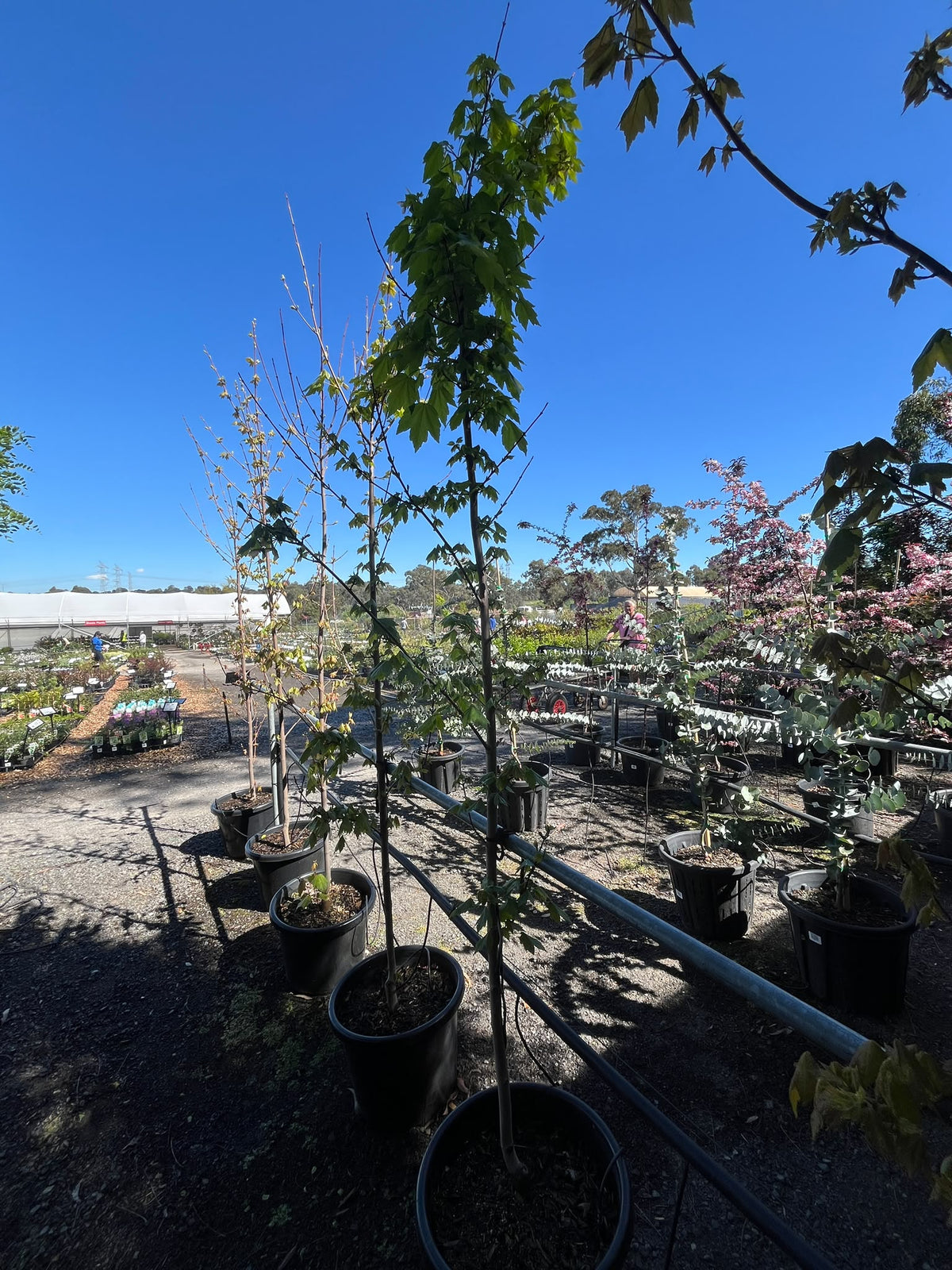 PL0133 Red Maple, PNI0268, Acer Autumn Glory, Acer April Splendour, Acer Autumn Red, Acer rubrum October Glory, 红花槭, 40 cm Pot