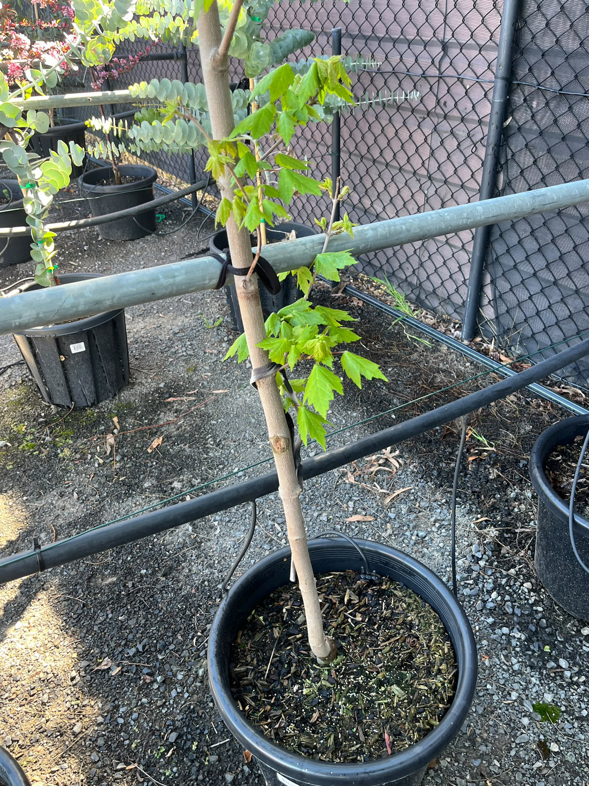PL0133 Red Maple, PNI0268, Acer Autumn Glory, Acer April Splendour, Acer Autumn Red, Acer rubrum October Glory, 红花槭, 40 cm Pot