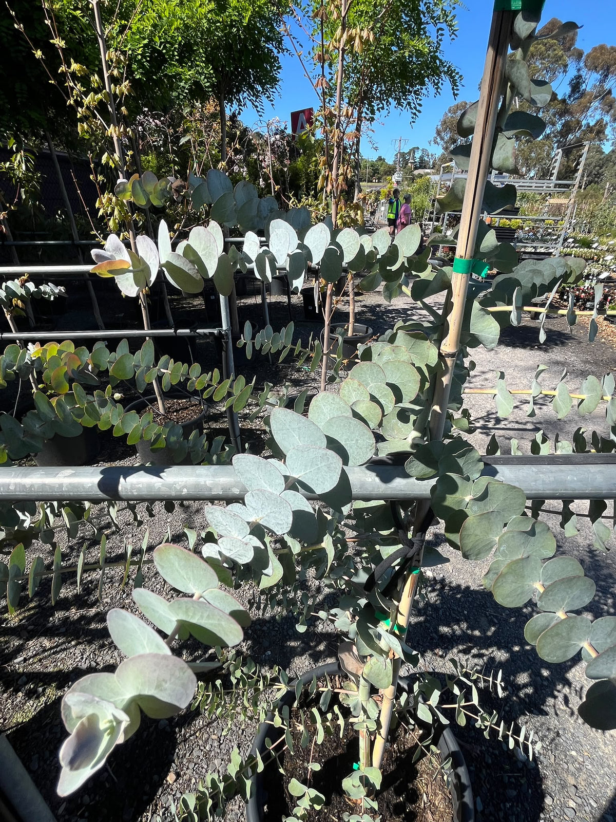 PL0134 Silver Leaved Mountain Gum, Eucalyptus pulverulenta, 银叶山桉, 35L Air Pruned Pot