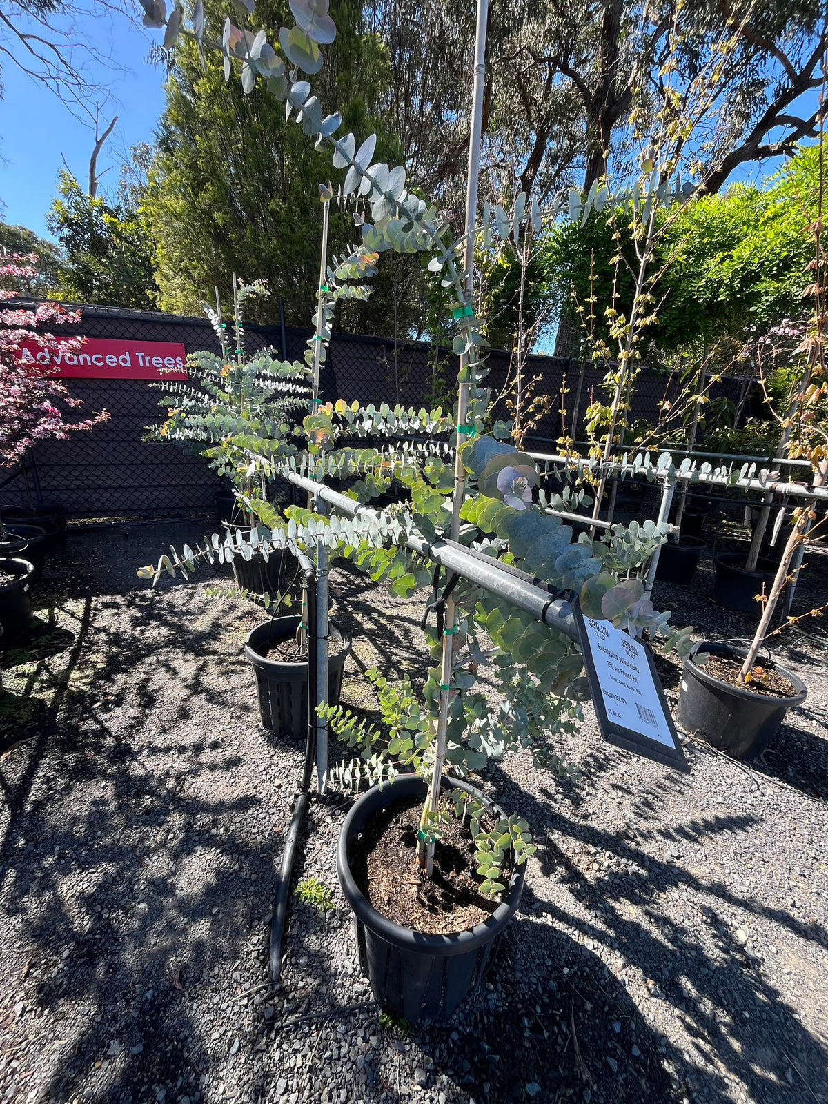 PL0134 Silver Leaved Mountain Gum, Eucalyptus pulverulenta, 银叶山桉, 35L Air Pruned Pot