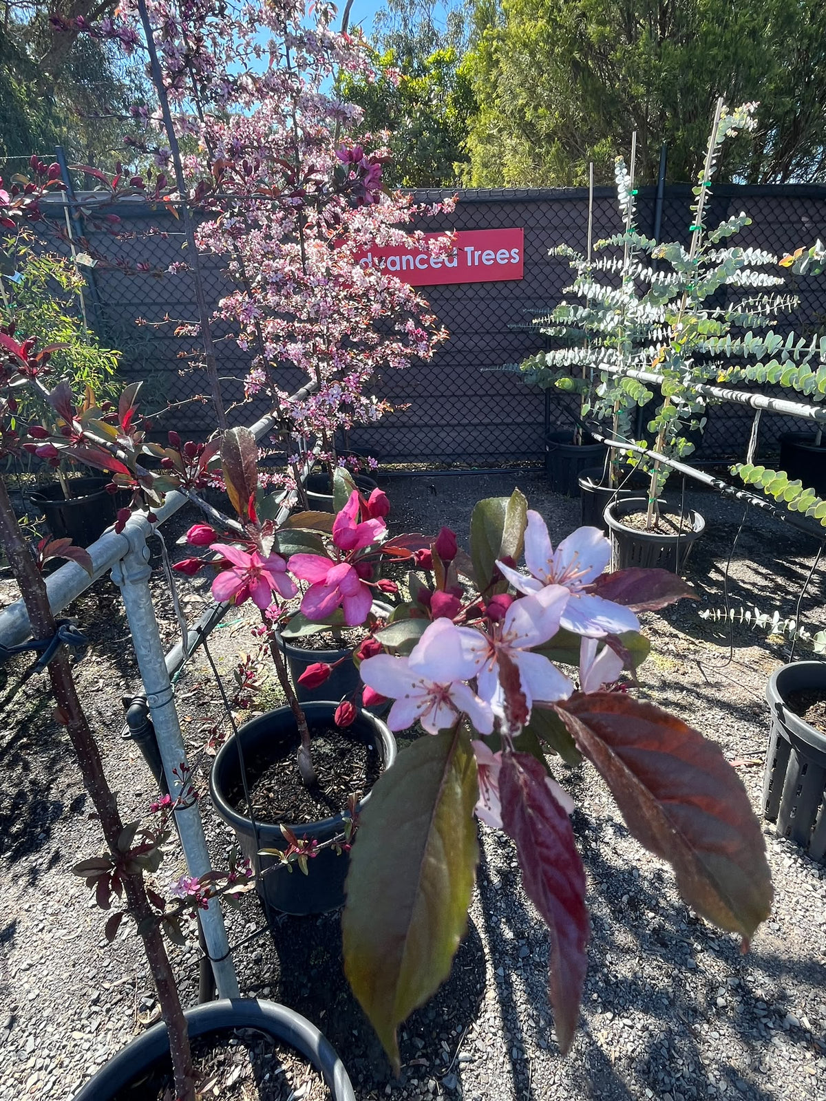 PL0135 Cut Leaf Crabapple, JFS-KW5, Crab Apple, Malus transitoria Royal Raindrops, 观赏海棠, 40 cm Pot