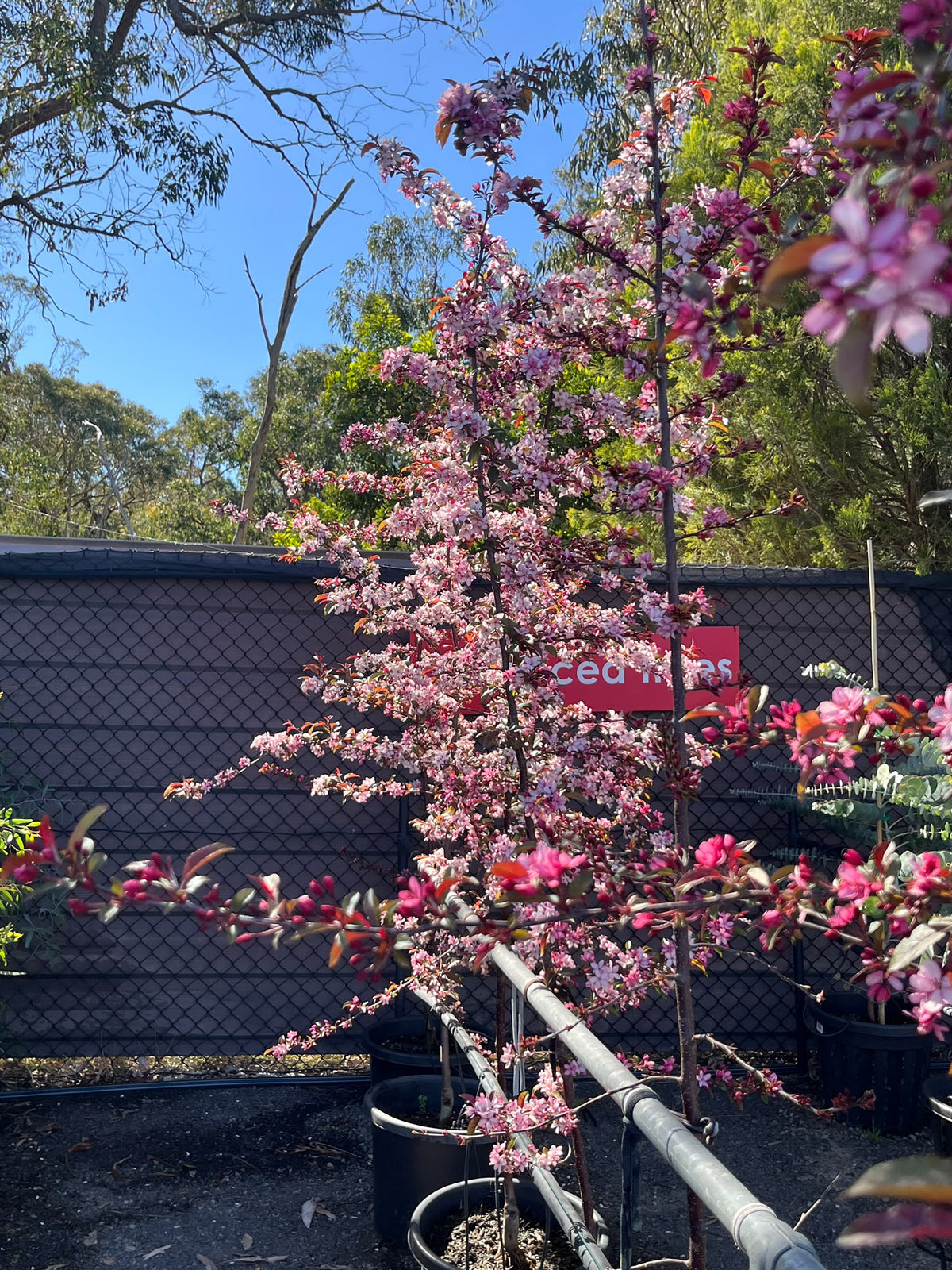 PL0135 Cut Leaf Crabapple, JFS-KW5, Crab Apple, Malus transitoria Royal Raindrops, 观赏海棠, 40 cm Pot