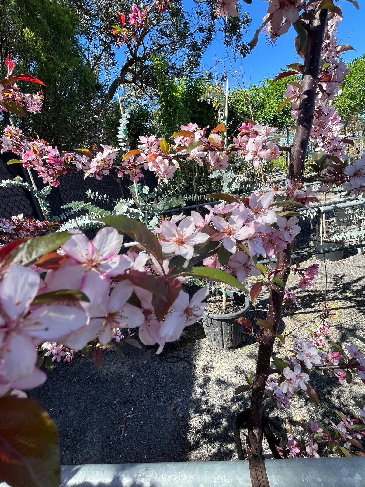 PL0135 Cut Leaf Crabapple, JFS-KW5, Crab Apple, Malus transitoria Royal Raindrops, 观赏海棠, 40 cm Pot