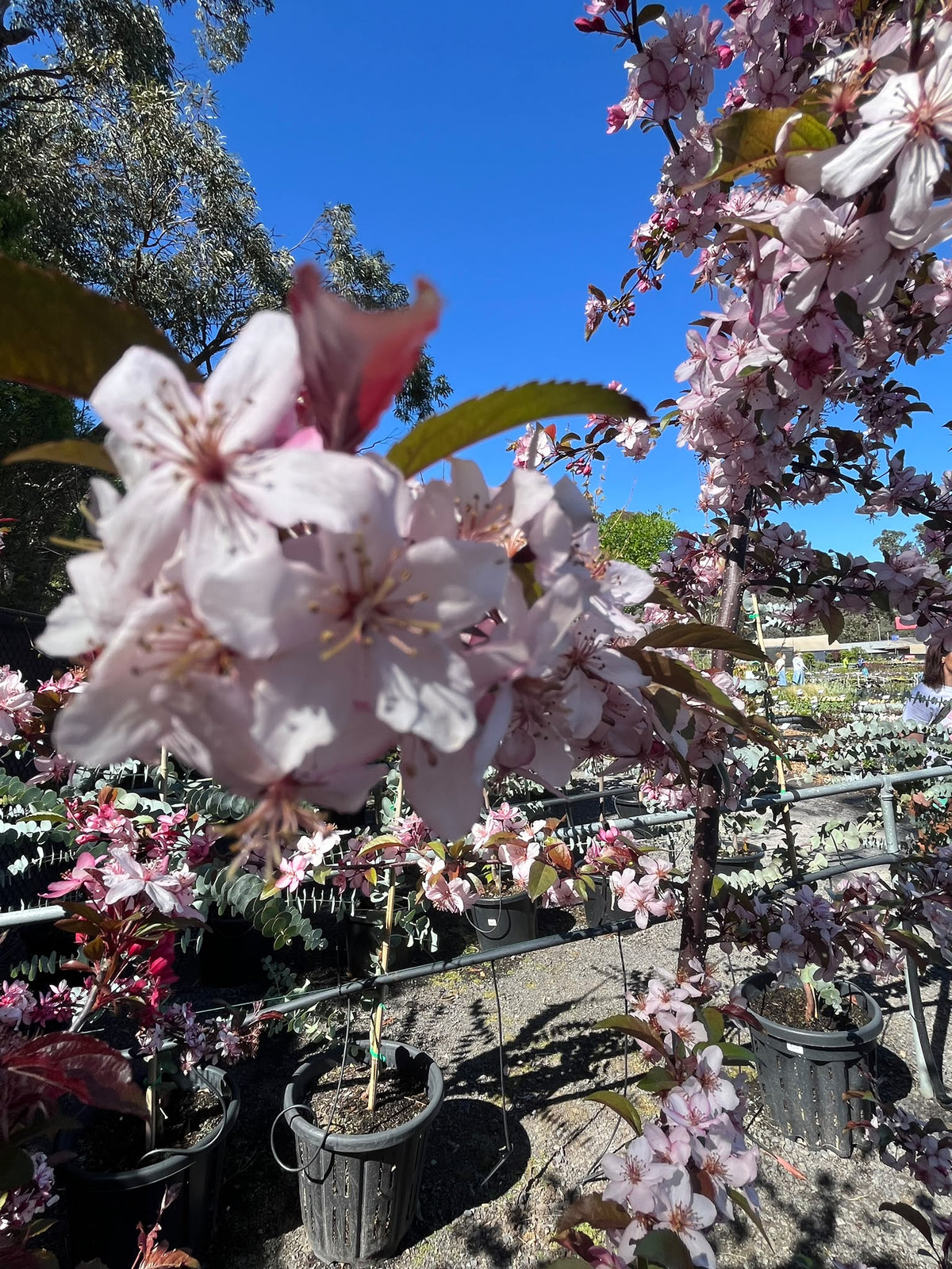 PL0135 Cut Leaf Crabapple, JFS-KW5, Crab Apple, Malus transitoria Royal Raindrops, 观赏海棠, 40 cm Pot