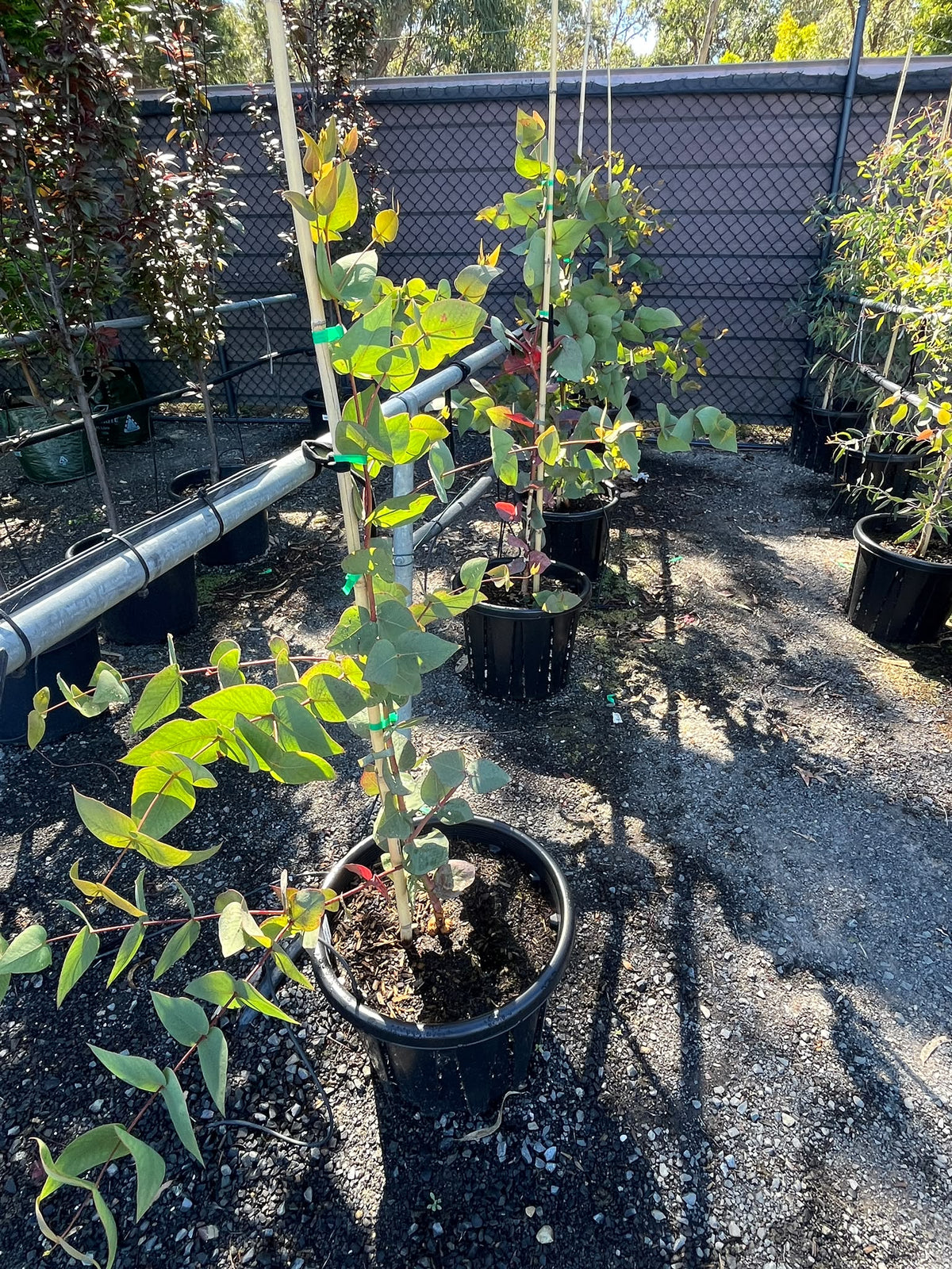 PL0137 Dwarf Gum, Eucalyptus leucoxylon Euky Dwarf, 矮生桉树, 35L Air Pruned Pot
