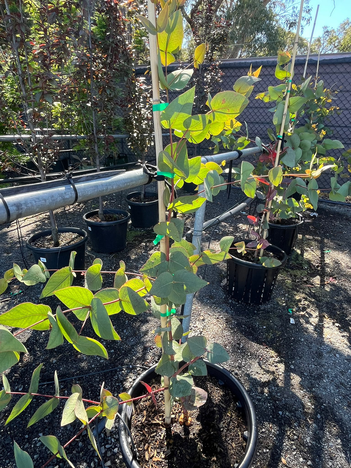 PL0137 Dwarf Gum, Eucalyptus leucoxylon Euky Dwarf, 矮生桉树, 35L Air Pruned Pot