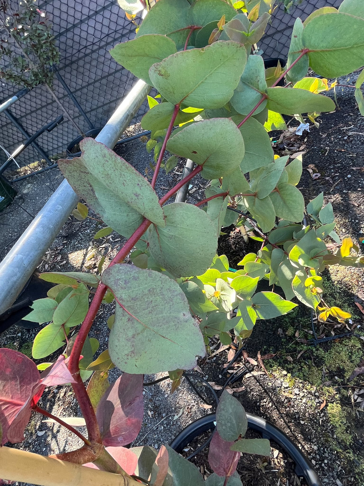 PL0137 Dwarf Gum, Eucalyptus leucoxylon Euky Dwarf, 矮生桉树, 35L Air Pruned Pot