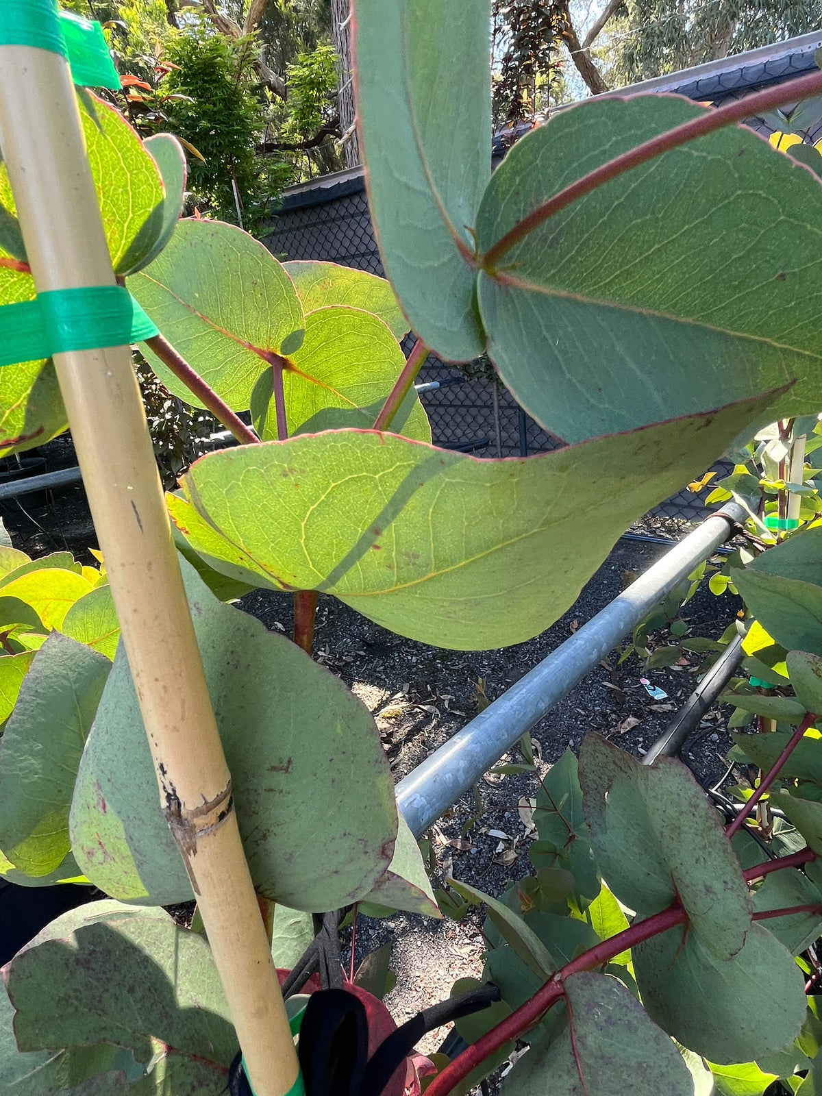 PL0137 Dwarf Gum, Eucalyptus leucoxylon Euky Dwarf, 矮生桉树, 35L Air Pruned Pot
