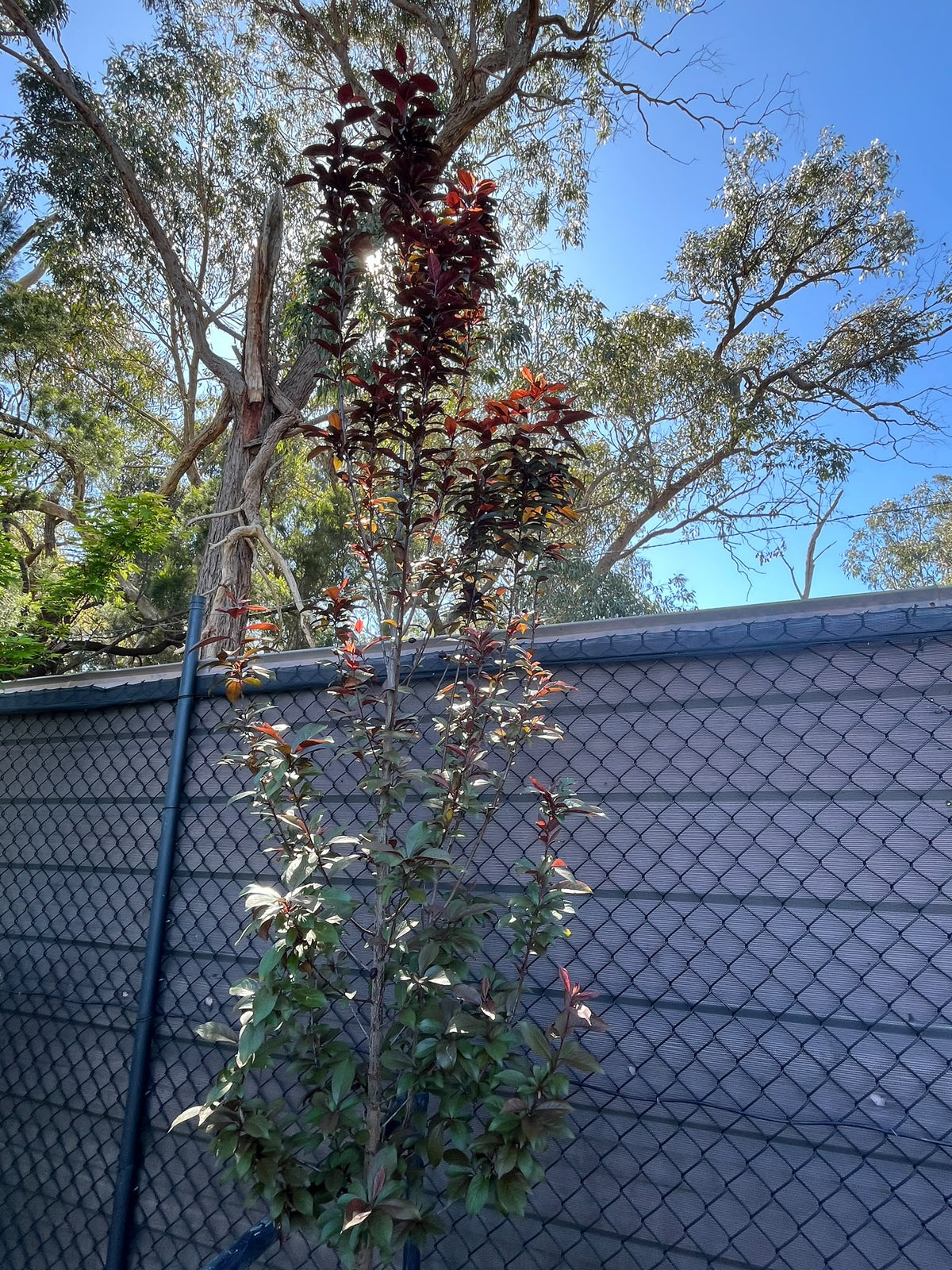 PL0138 Purple Leaf Cherry Plum, Flowering Plum, Canada Plum, Prunus cerasifera Oakville Crimson Spire, 紫叶李, 40 cm Pot