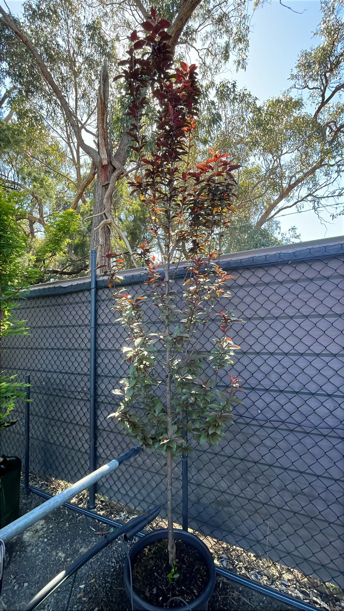 PL0138 Purple Leaf Cherry Plum, Flowering Plum, Canada Plum, Prunus cerasifera Oakville Crimson Spire, 紫叶李, 40 cm Pot