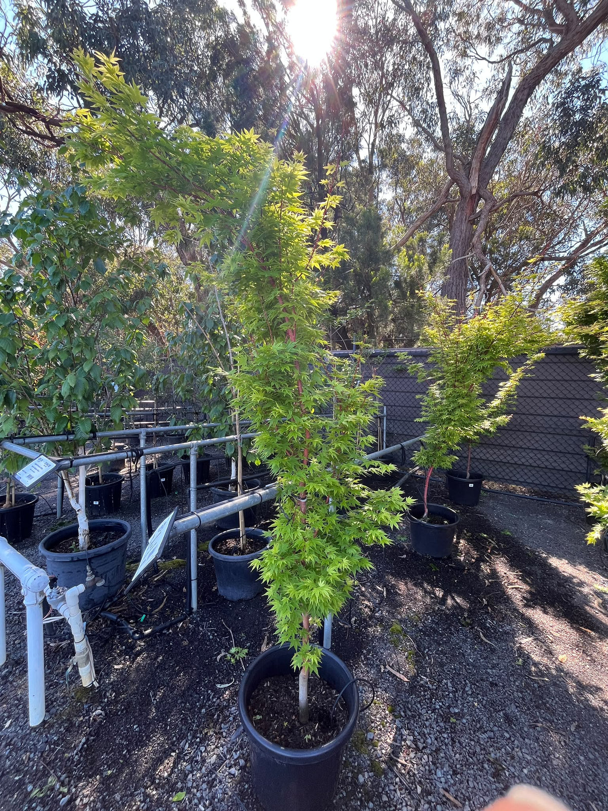PL0139 Japanese Maple, Coral Bark Maple, Acer palmatum Senkaki, 珊瑚皮日本枫, 45L Pot