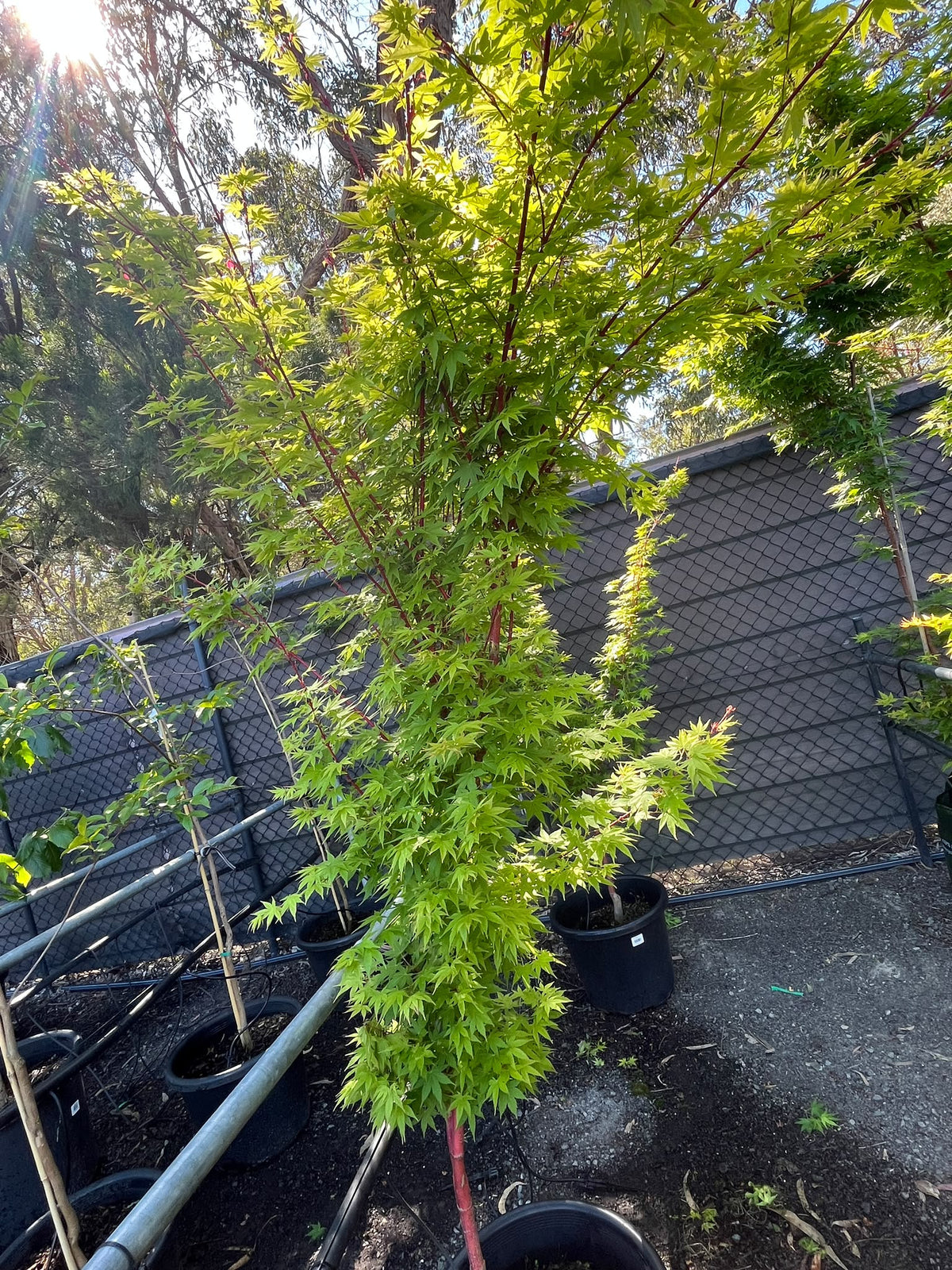 PL0139 Japanese Maple, Coral Bark Maple, Acer palmatum Senkaki, 珊瑚皮日本枫, 45L Pot